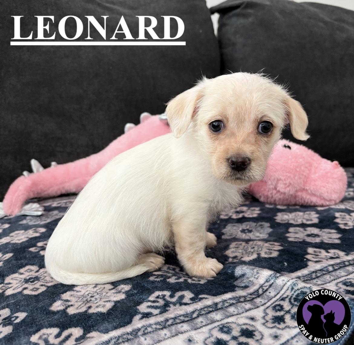 Enlarge LEONARD BIG BANG THEORY LITTER , a ADOPTABLE mixed breed in woodland, CA image 2/4