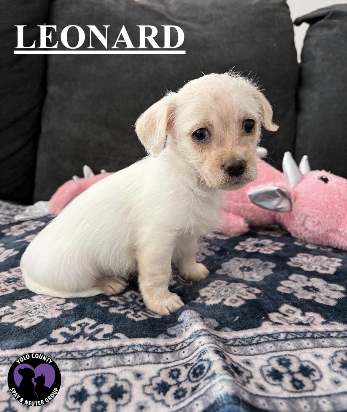 Enlarge LEONARD BIG BANG THEORY LITTER , a ADOPTABLE mixed breed in woodland, CA image 4/4