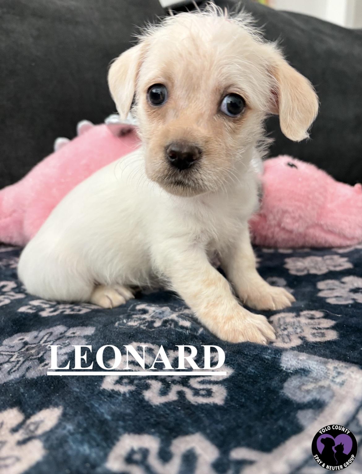 Enlarge LEONARD BIG BANG THEORY LITTER , a ADOPTABLE mixed breed in woodland, CA image 1/4