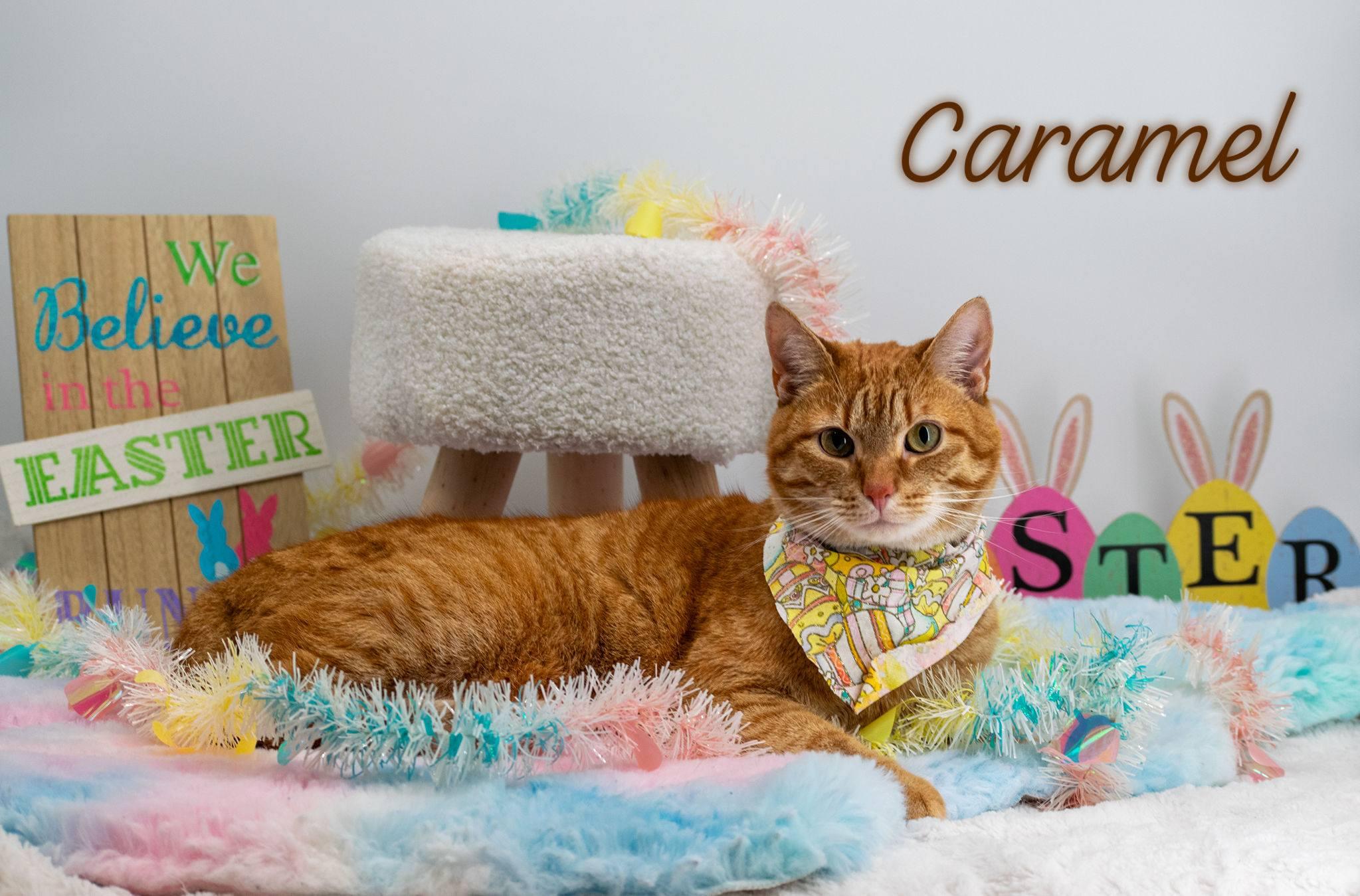 Enlarge Caramel, a ADOPTABLE Domestic Short Hair in Sevierville, TN image 1/6