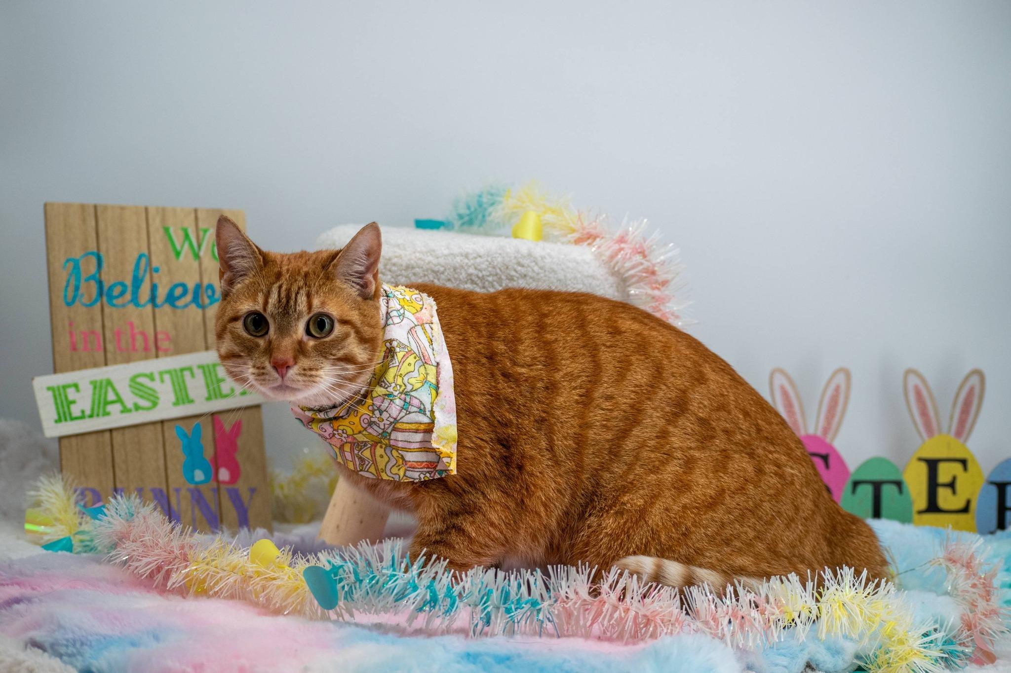 Enlarge Caramel, a ADOPTABLE Domestic Short Hair in Sevierville, TN image 3/6