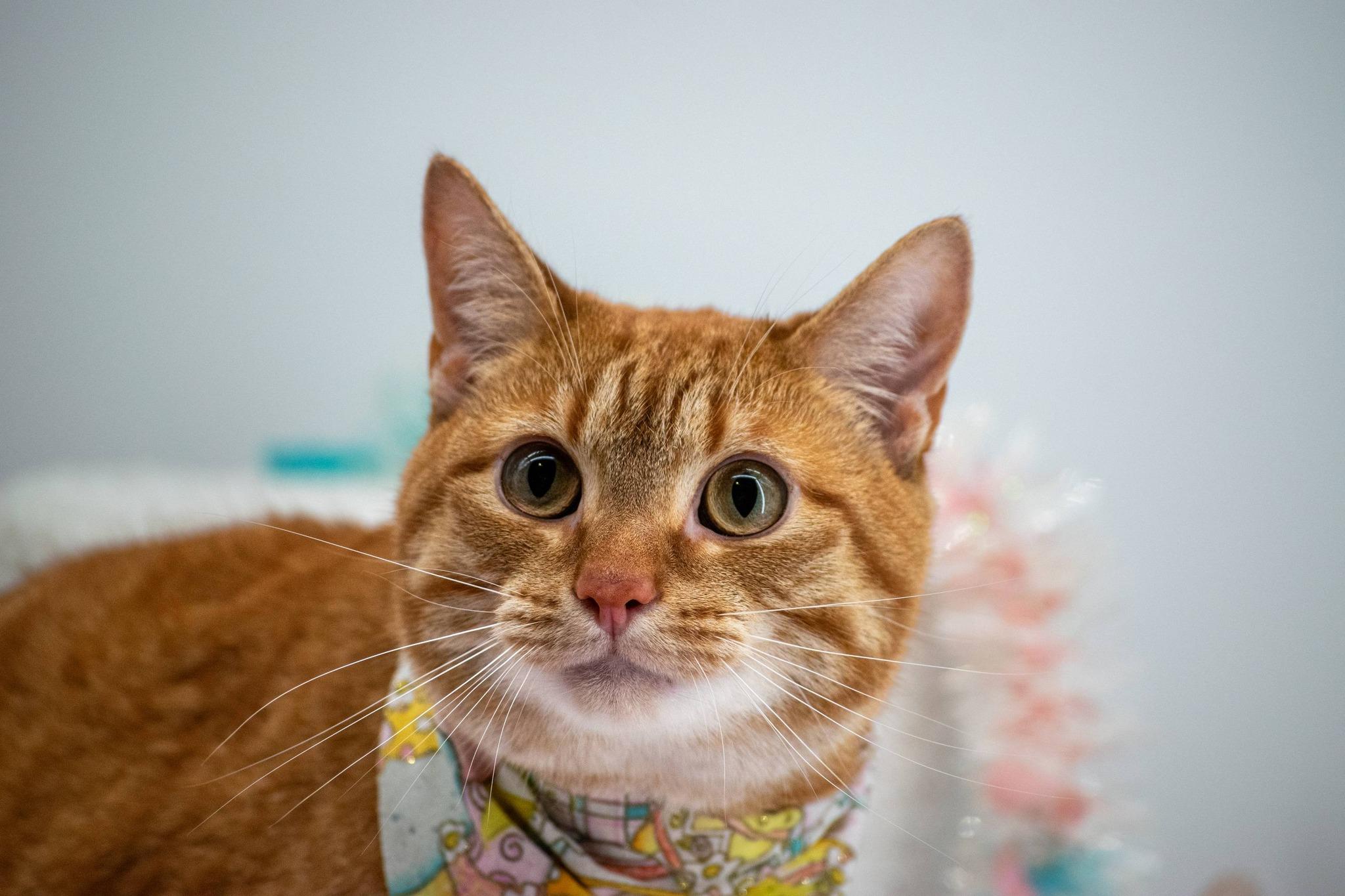 Enlarge Caramel, a ADOPTABLE Domestic Short Hair in Sevierville, TN image 4/6