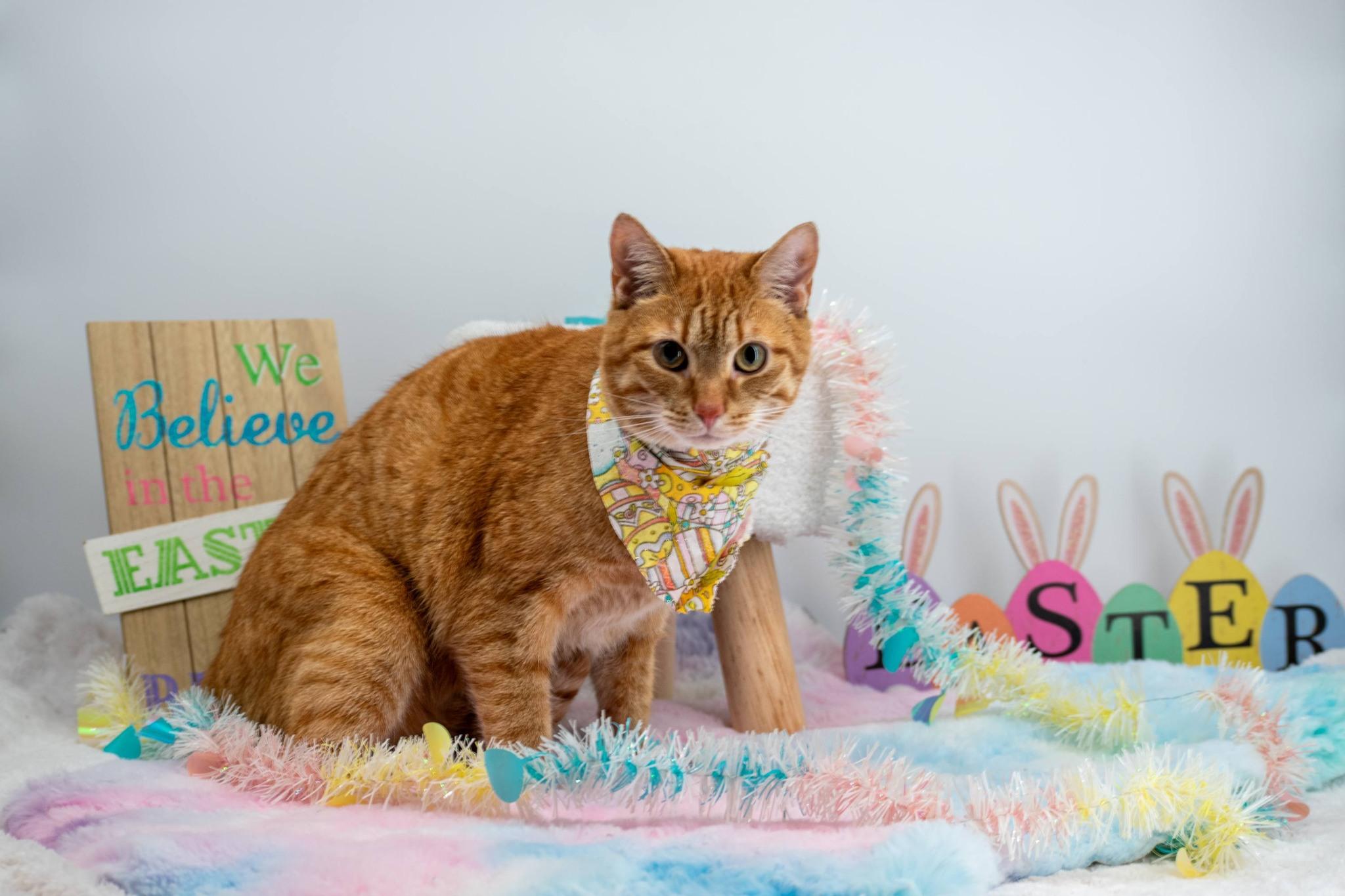 Enlarge Caramel, a ADOPTABLE Domestic Short Hair in Sevierville, TN image 2/6