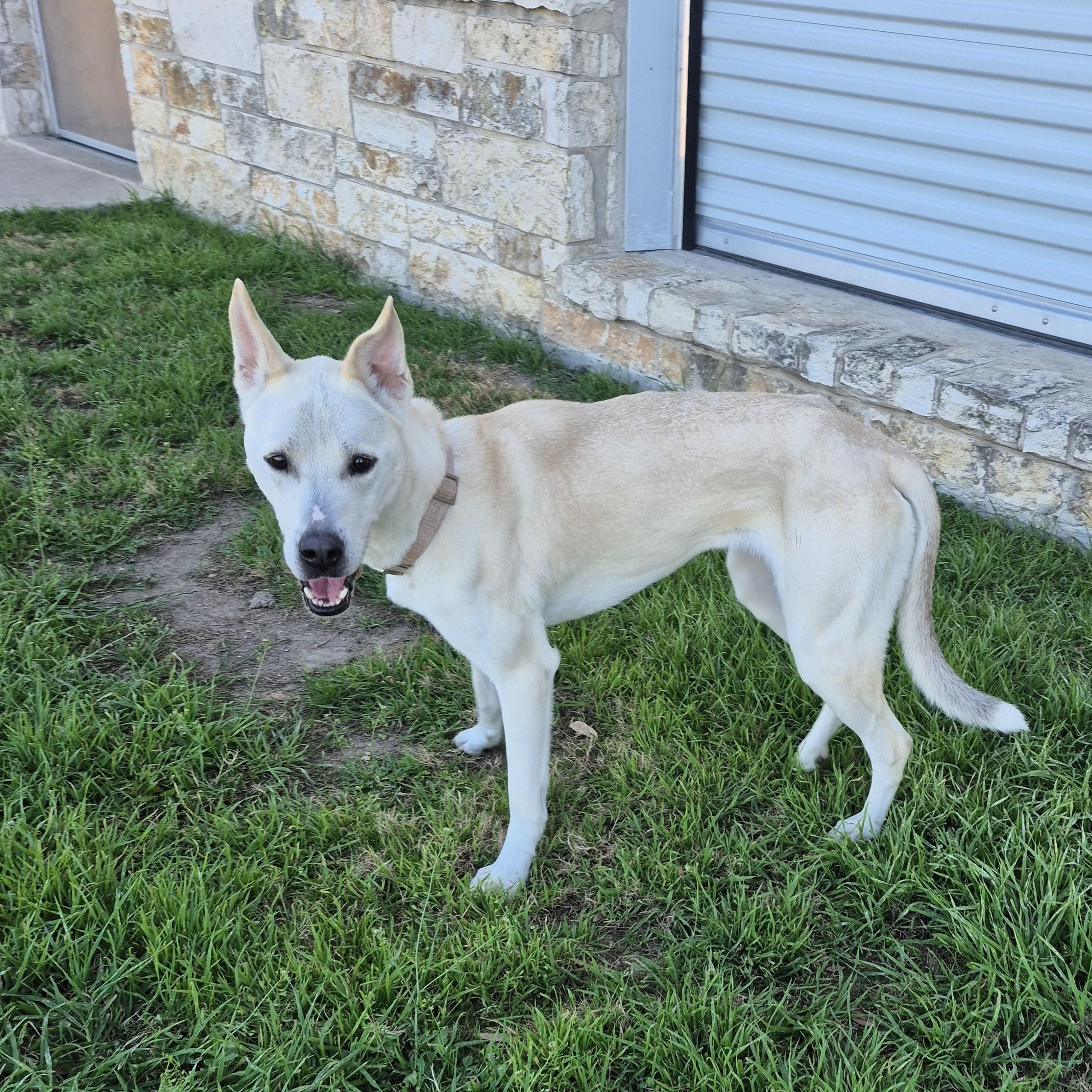 Enlarge Nubé, a ADOPTABLE Shepherd in Schertz, TX image 2/4