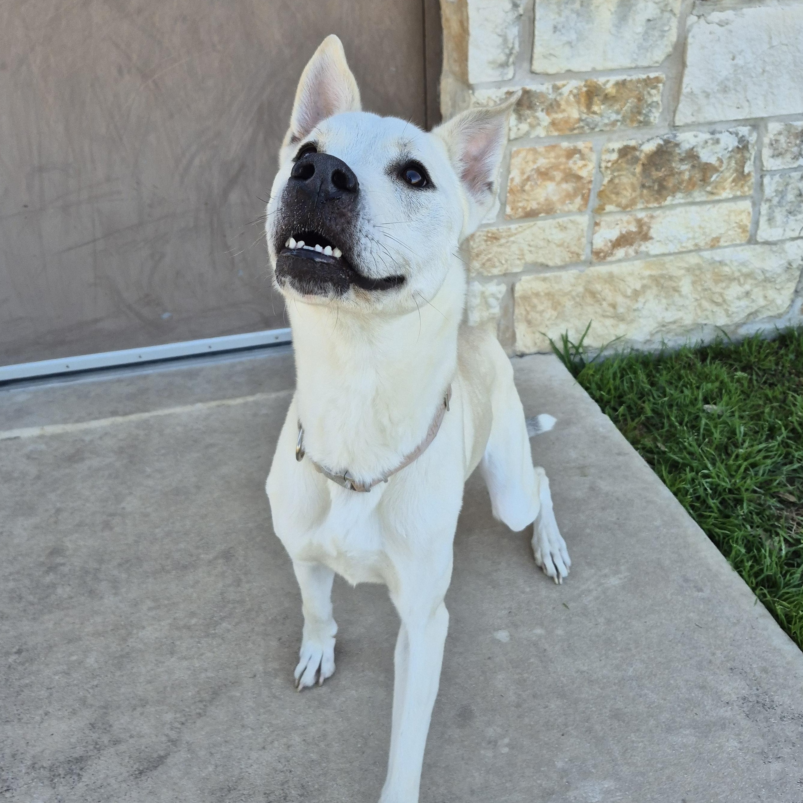 Enlarge Nubé, a ADOPTABLE Shepherd in Schertz, TX image 4/4