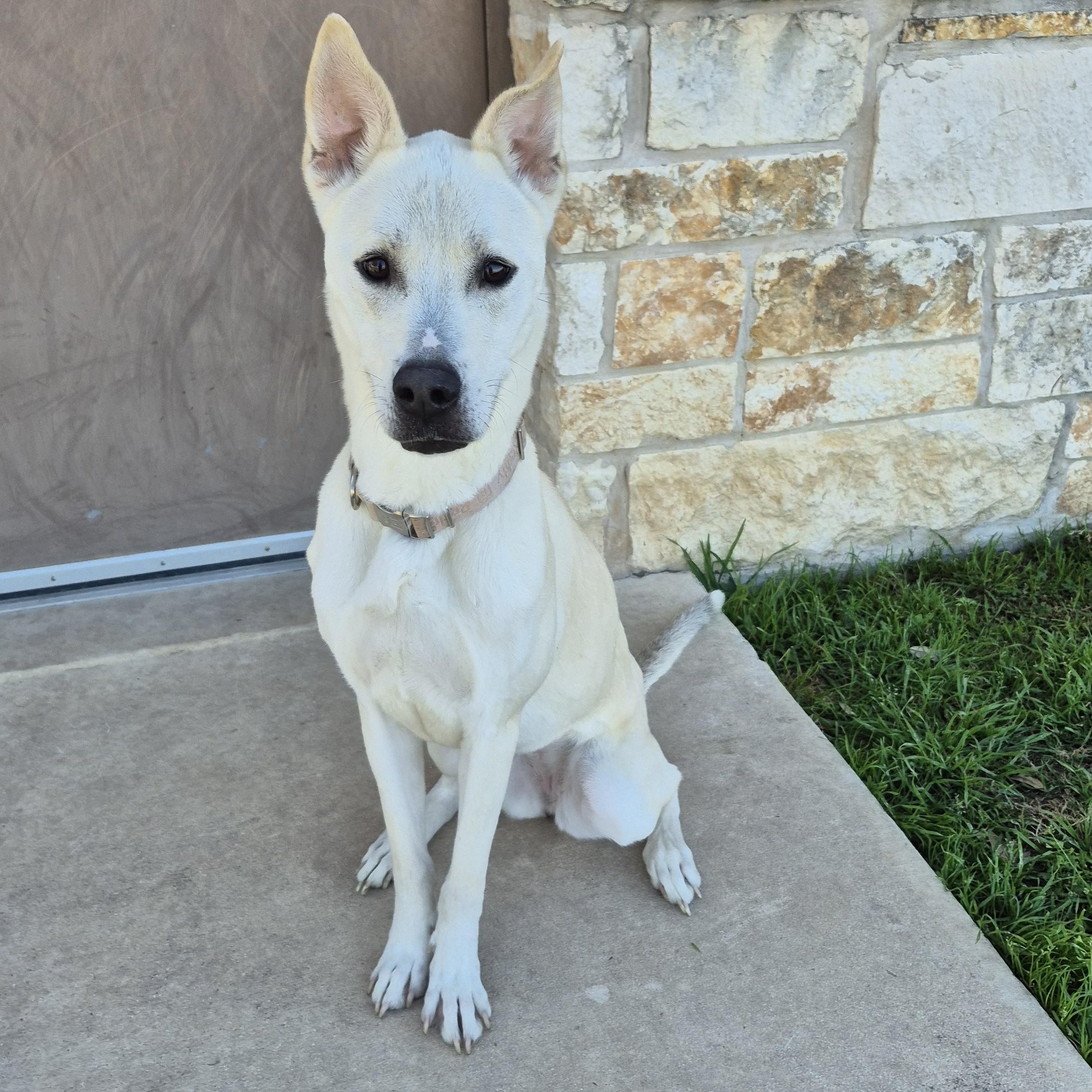 Nubé, ADOPTABLE, Adult Female Shepherd.