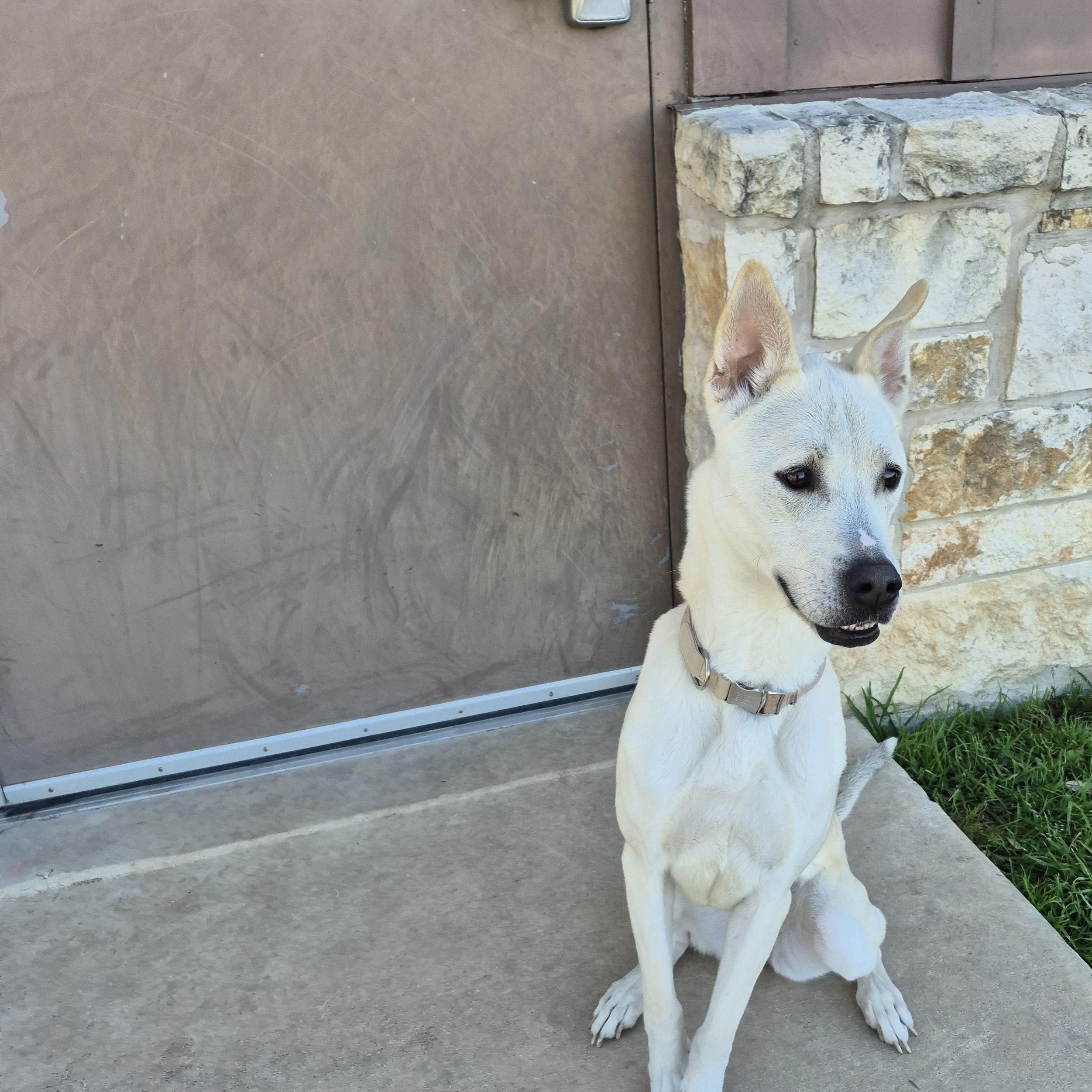Enlarge Nubé, a ADOPTABLE Shepherd in Schertz, TX image 3/4