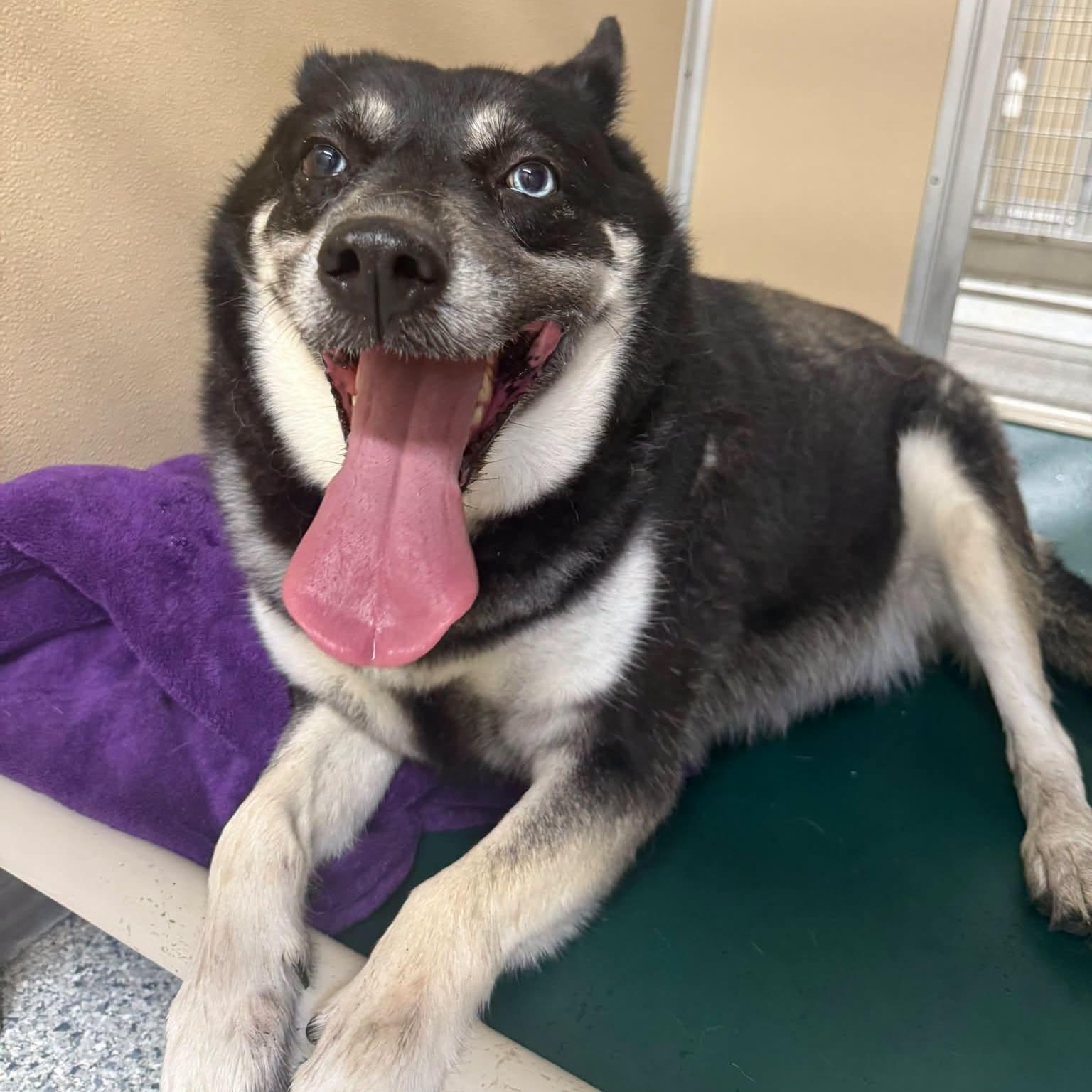Enlarge Freya, a Adoptable mixed breed in St. Augustine, FL image 2/2