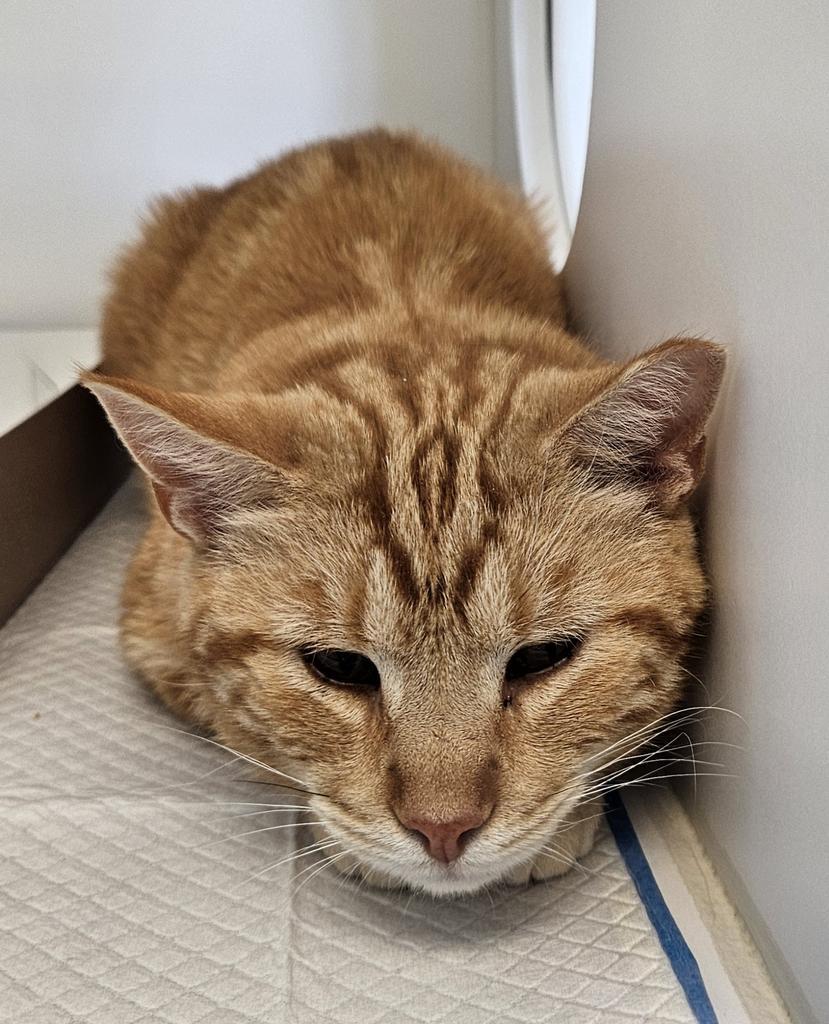 Enlarge Crawl, a Adoptable mixed breed in Greenfield, IN image 1/1