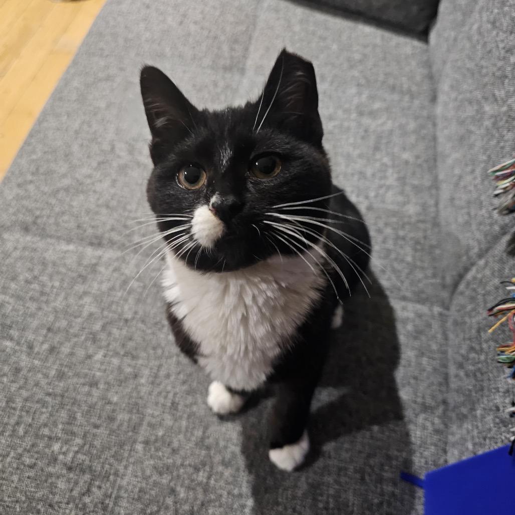 Zucchini 2 — thumbnail 3