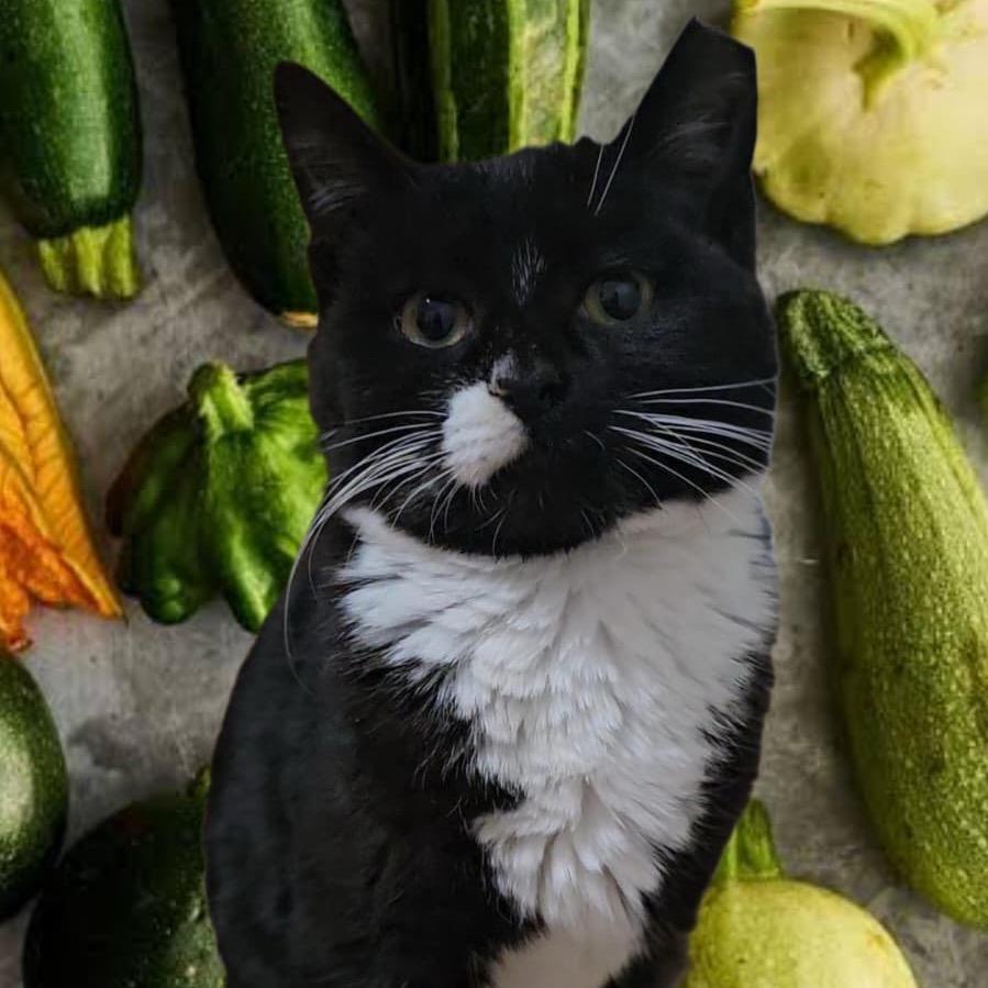 Zucchini 2 — thumbnail 4