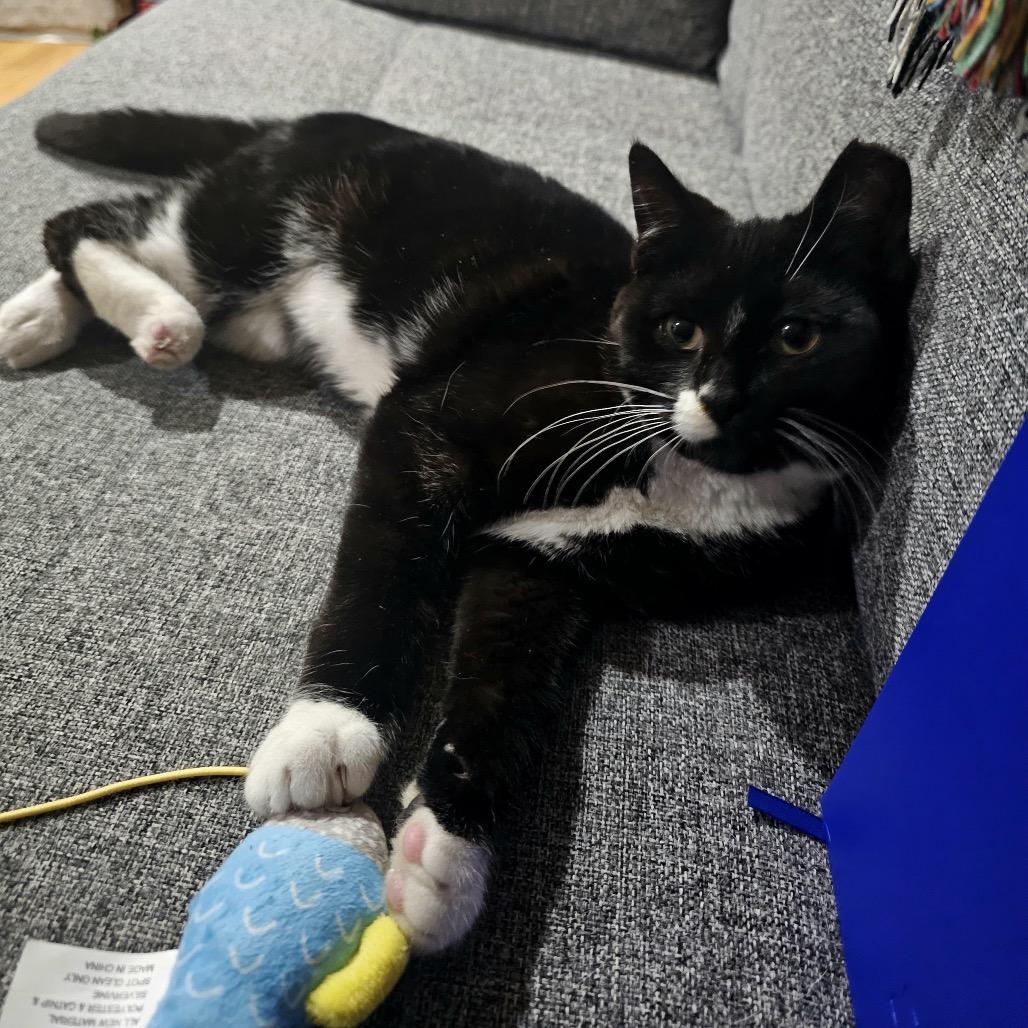 Zucchini 2 — thumbnail 5