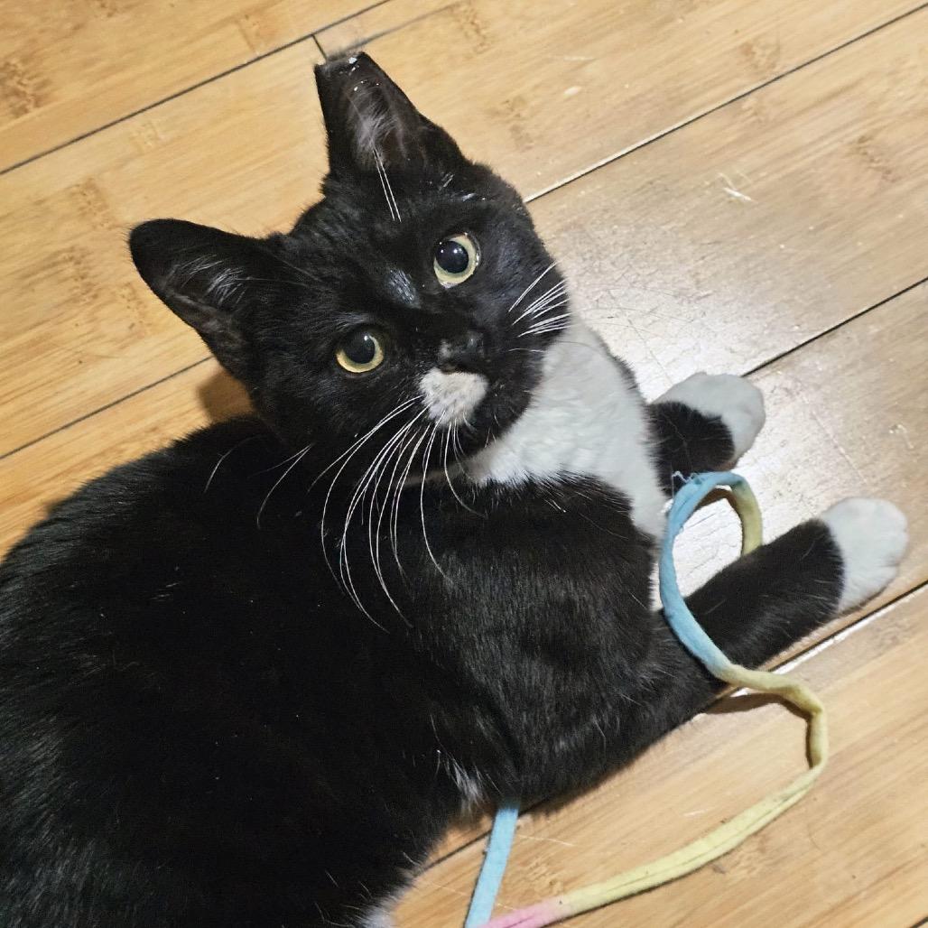 Zucchini 2 — thumbnail 6