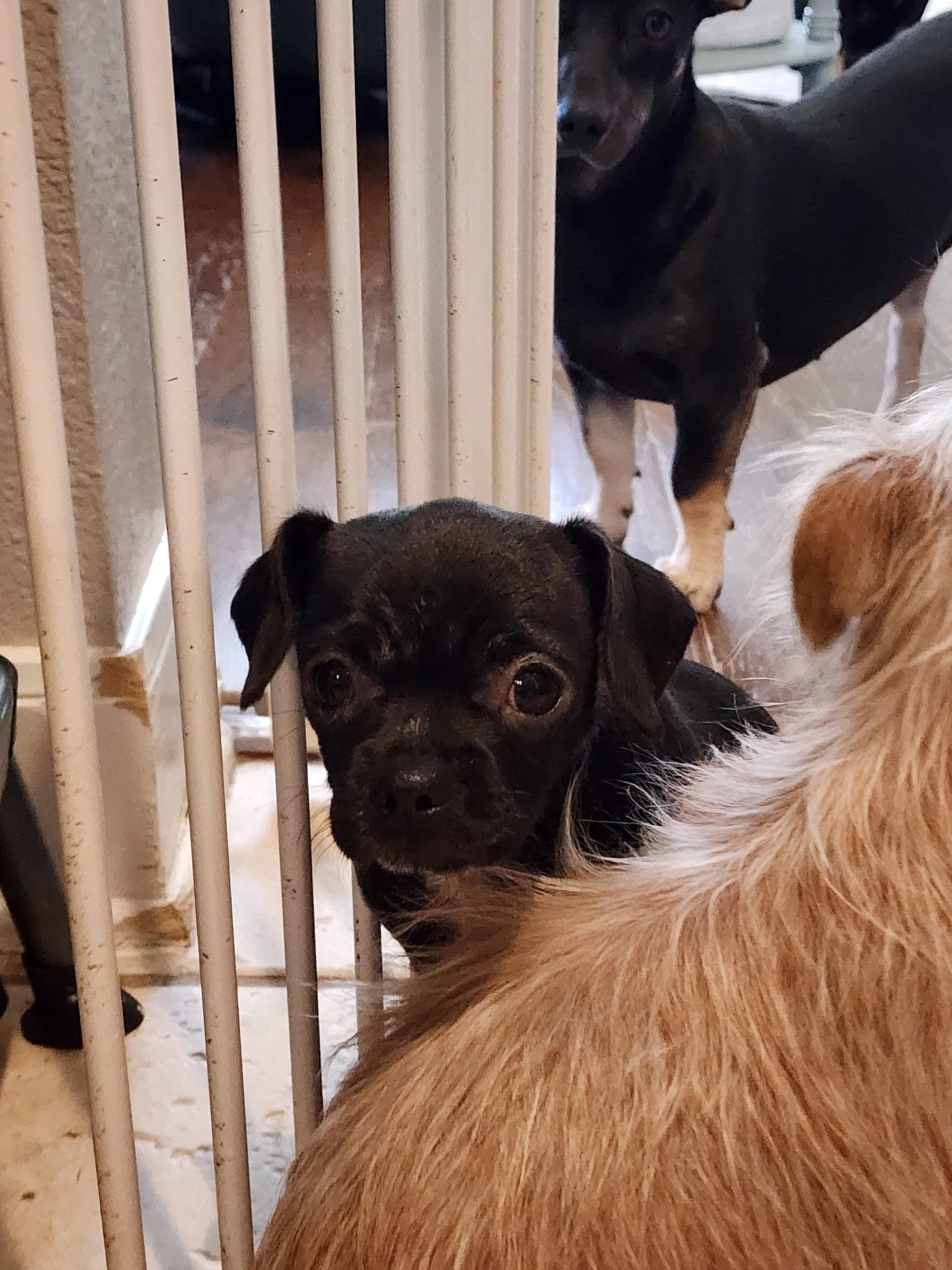 Pop, Adoptable, Puppy Male Pug & Chihuahua.