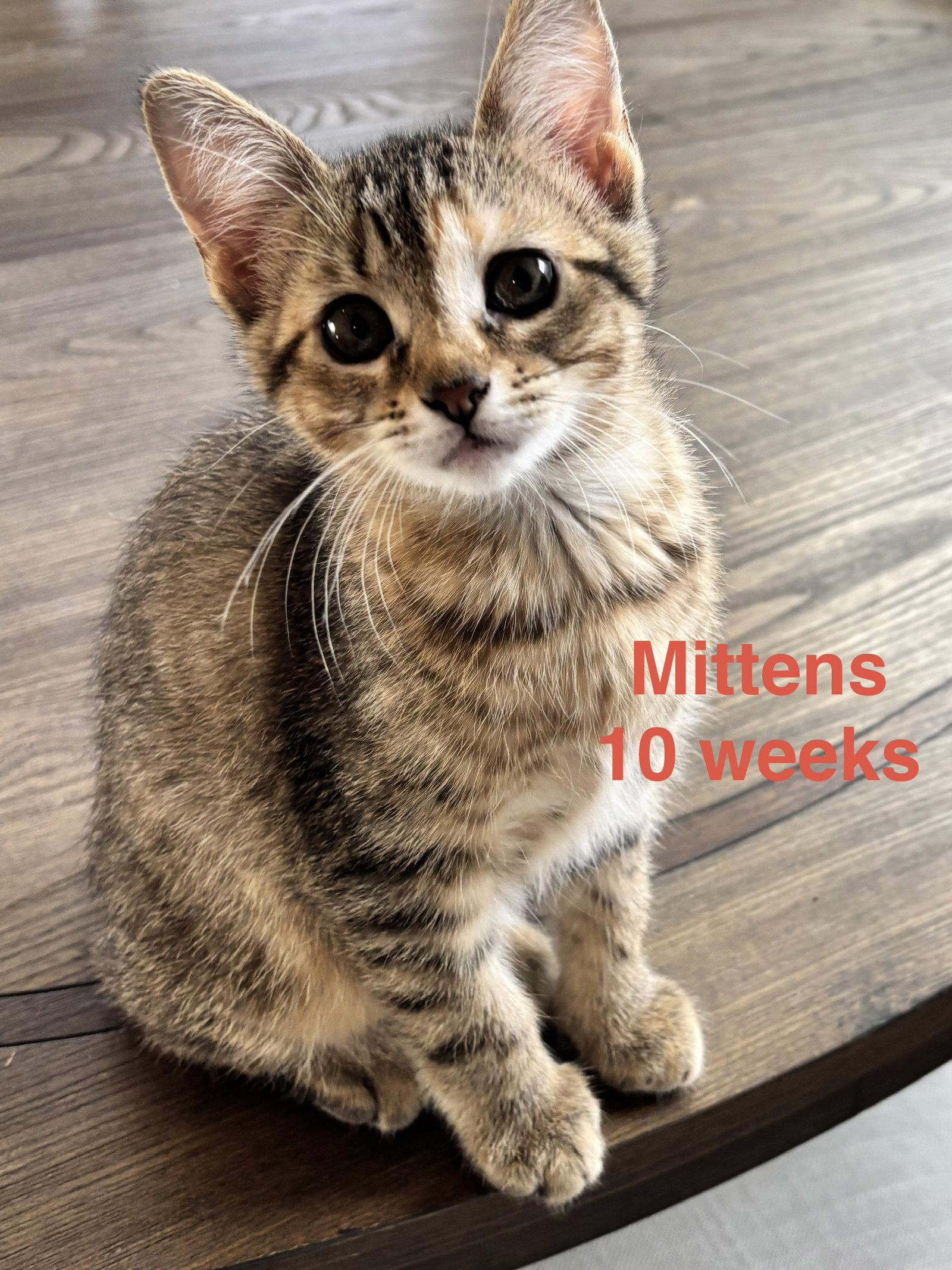 Mittens L, Adopted, Young Female Domestic Short Hair & Tabby.