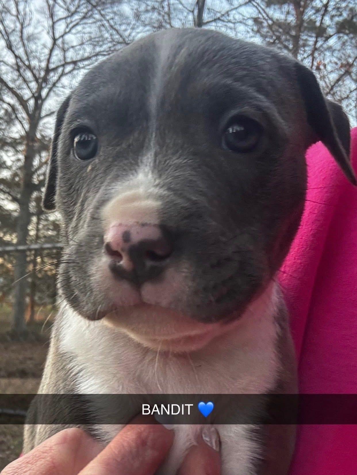 Enlarge Bandit, an adopted mixed breed in Newfoundland, NJ image 2/3