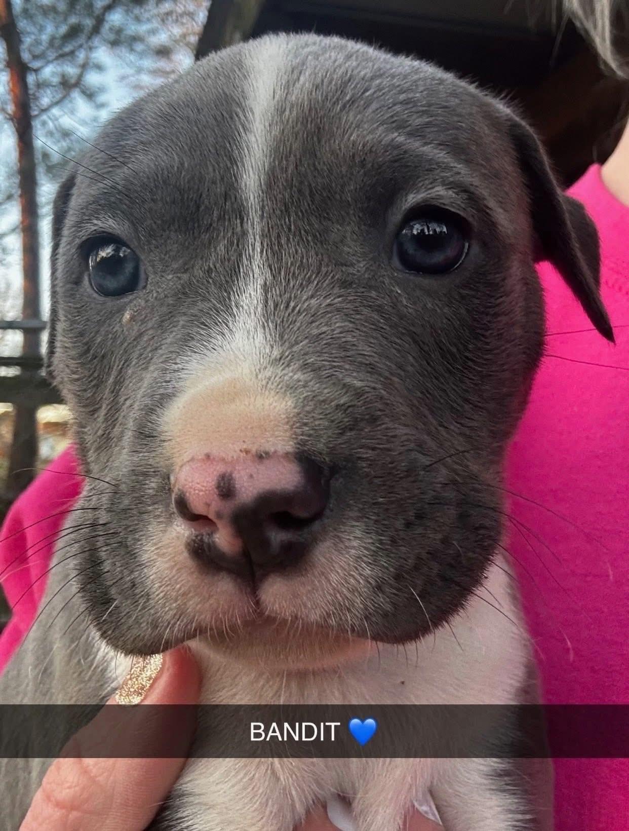 Enlarge Bandit, an adopted mixed breed in Newfoundland, NJ image 3/3
