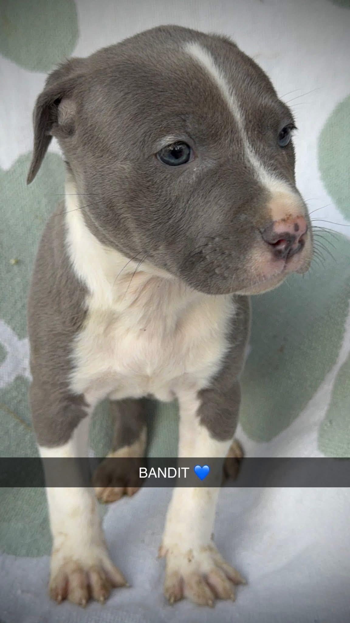 Bandit, adopted, Puppy Male Pit Bull Terrier & Labrador Retriever.
