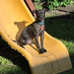 Enlarge Rylie, a ADOPTABLE Mixed Breed in Schaumburg, IL image 5/5