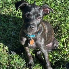 Enlarge Rylie, a ADOPTABLE Mixed Breed in Schaumburg, IL image 3/5