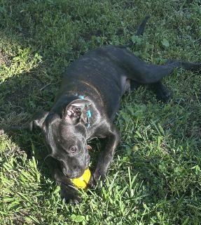 Enlarge Rylie, a ADOPTABLE Mixed Breed in Schaumburg, IL image 4/5