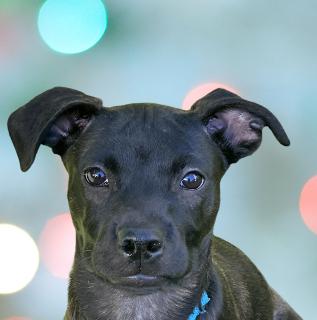 Enlarge Rylie, a ADOPTABLE Mixed Breed in Schaumburg, IL image 1/5