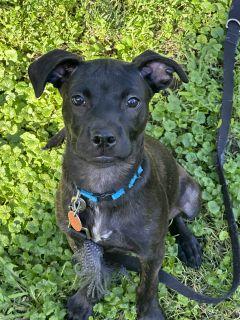 Enlarge Rylie, a ADOPTABLE Mixed Breed in Schaumburg, IL image 2/5