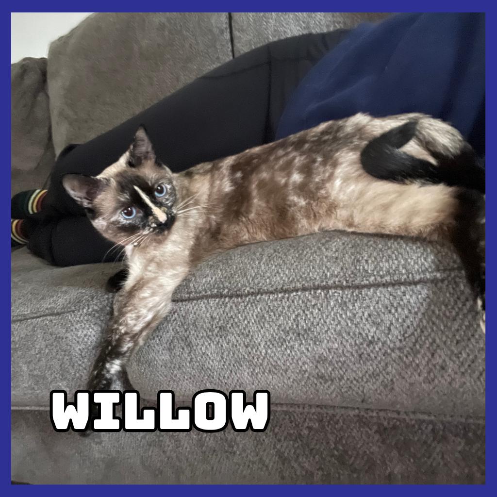 Enlarge Willow, a Adoptable Siamese in Glenwood, MN image 1/1