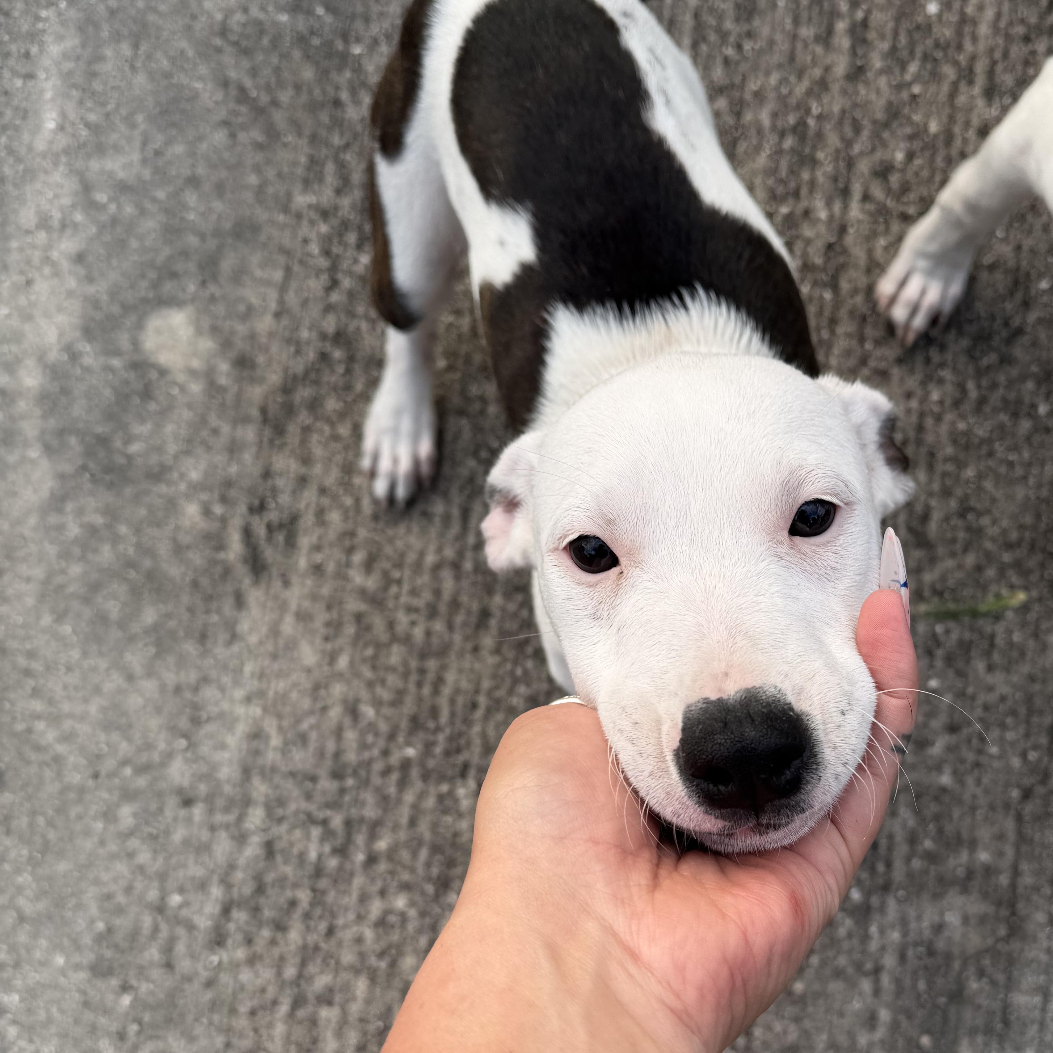 Enlarge Lily, a ADOPTABLE mixed breed in Naples, FL image 4/5