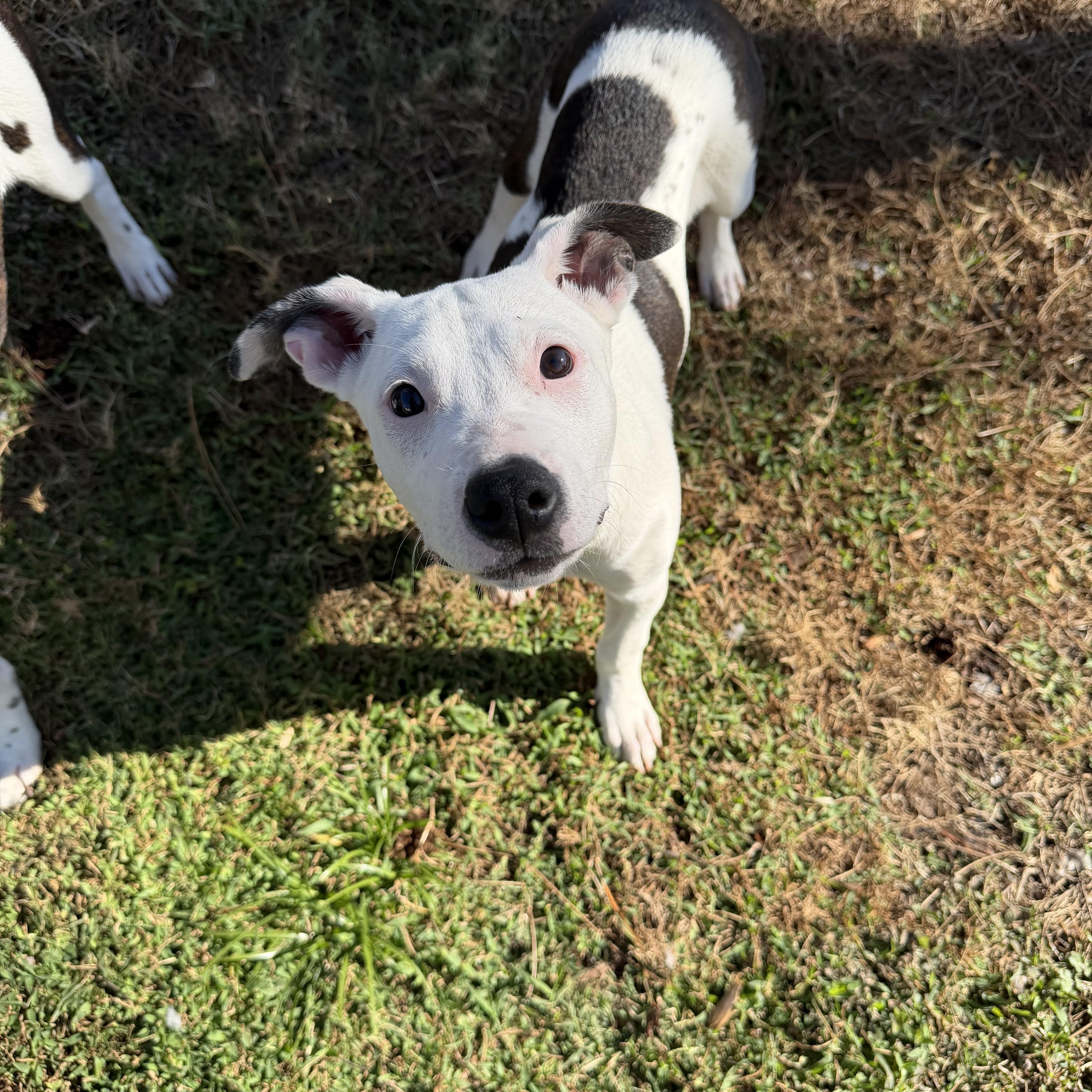 Lily, ADOPTABLE, Puppy Female American Bully & Labrador Retriever.