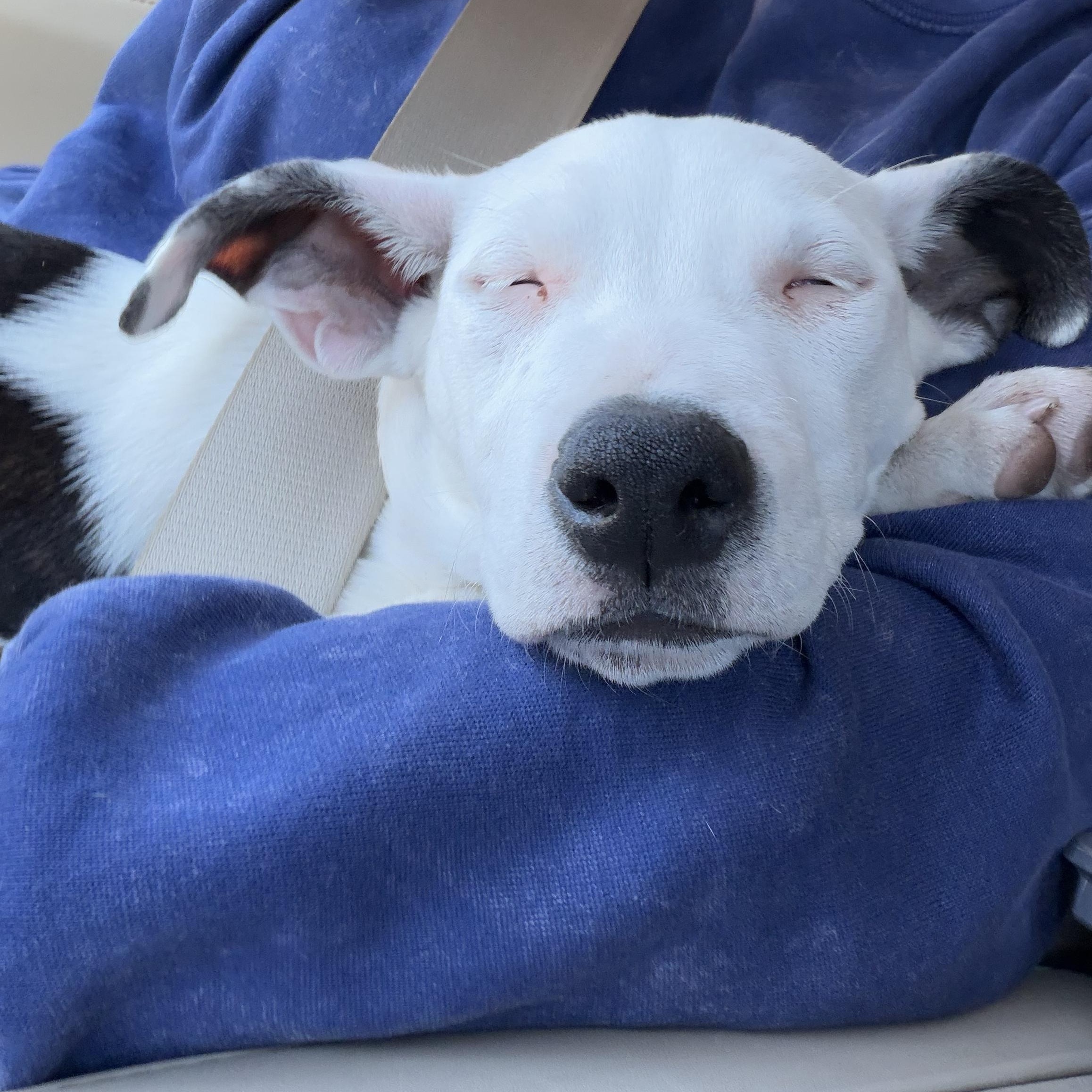 Enlarge Lily, a ADOPTABLE mixed breed in Naples, FL image 3/5