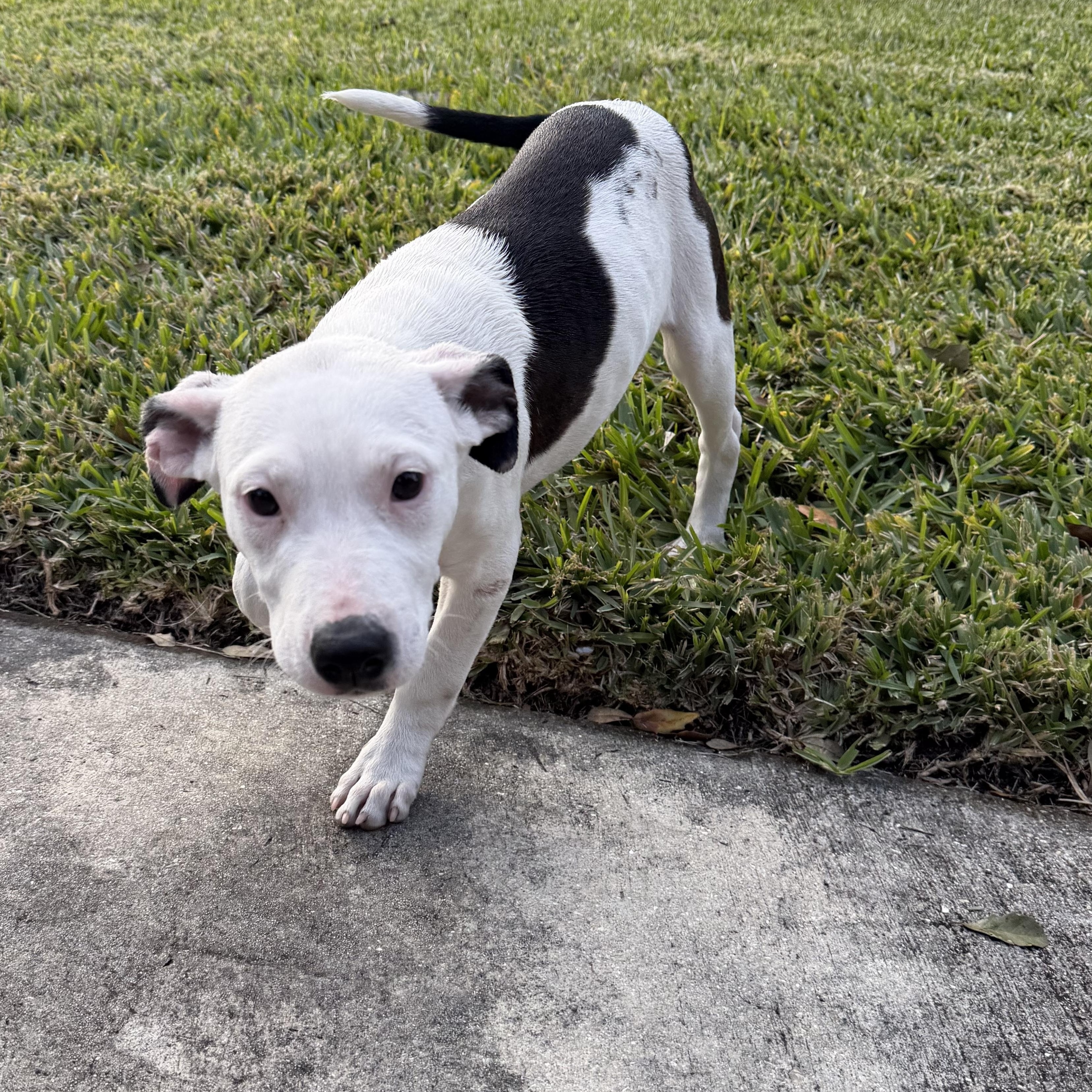 Enlarge Lily, a ADOPTABLE mixed breed in Naples, FL image 5/5