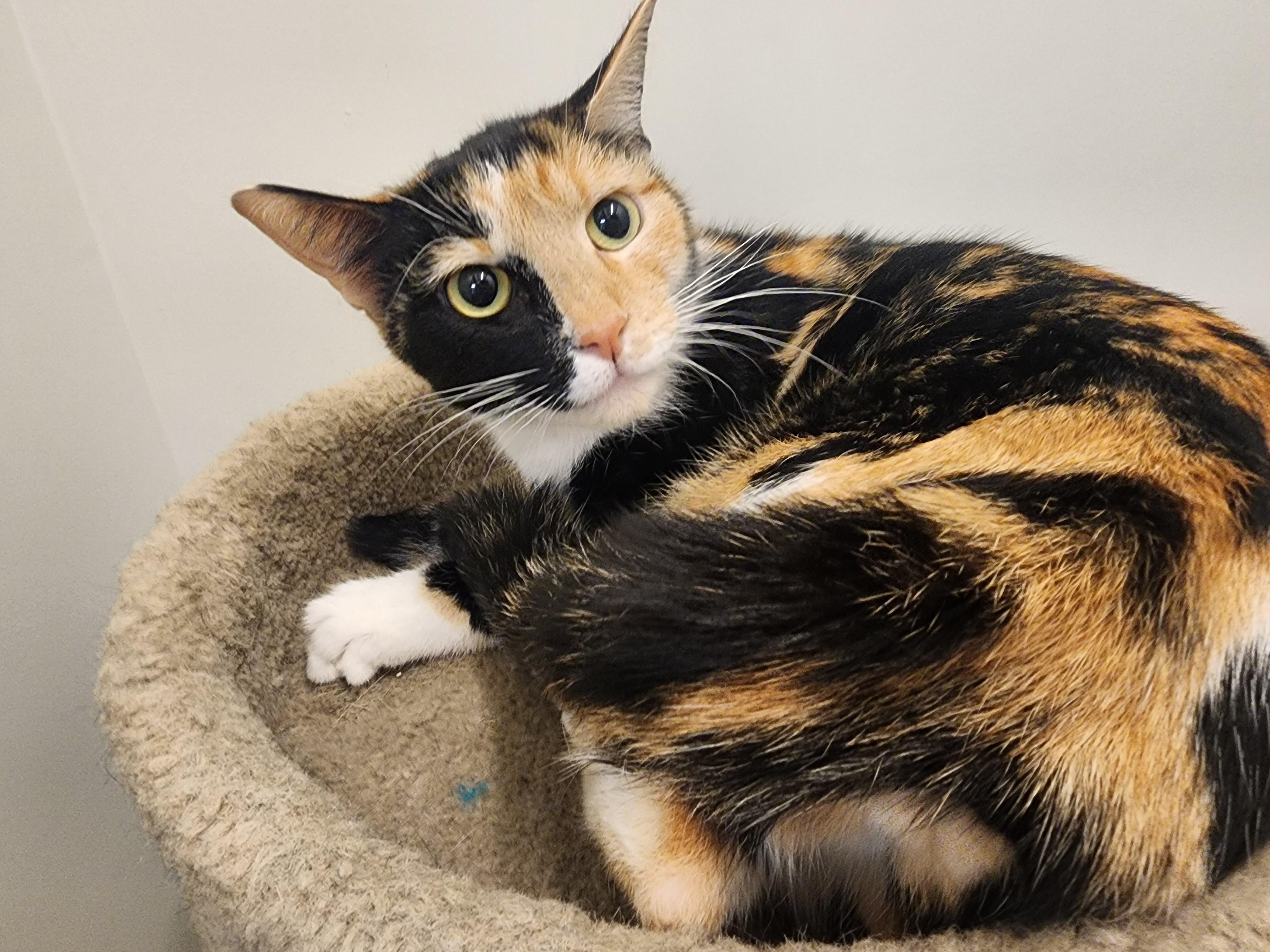 Iggy, a Adoptable Domestic Short Hair in Allen, TX image 5/6