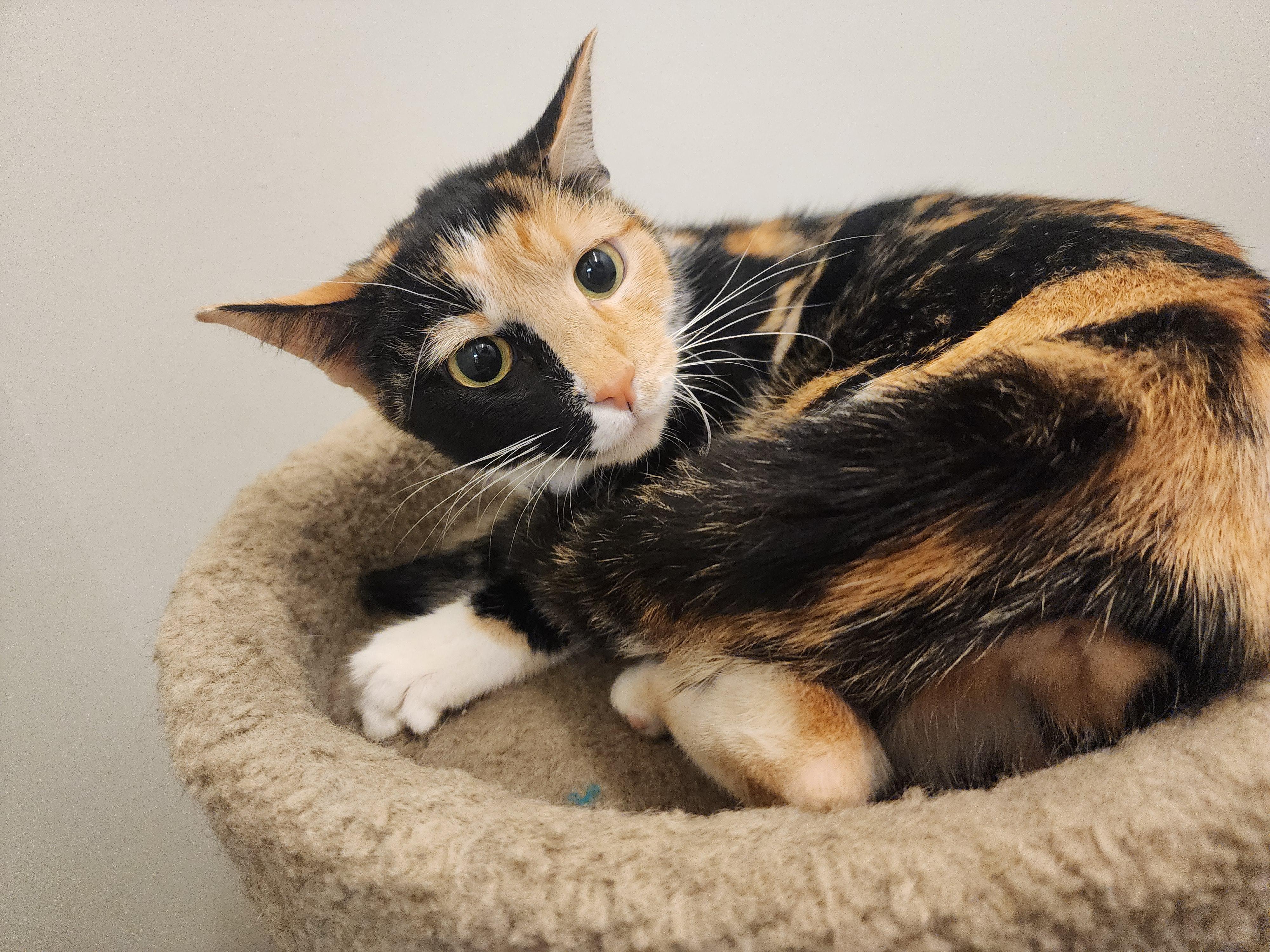Iggy, a Adoptable Domestic Short Hair in Allen, TX image 6/6