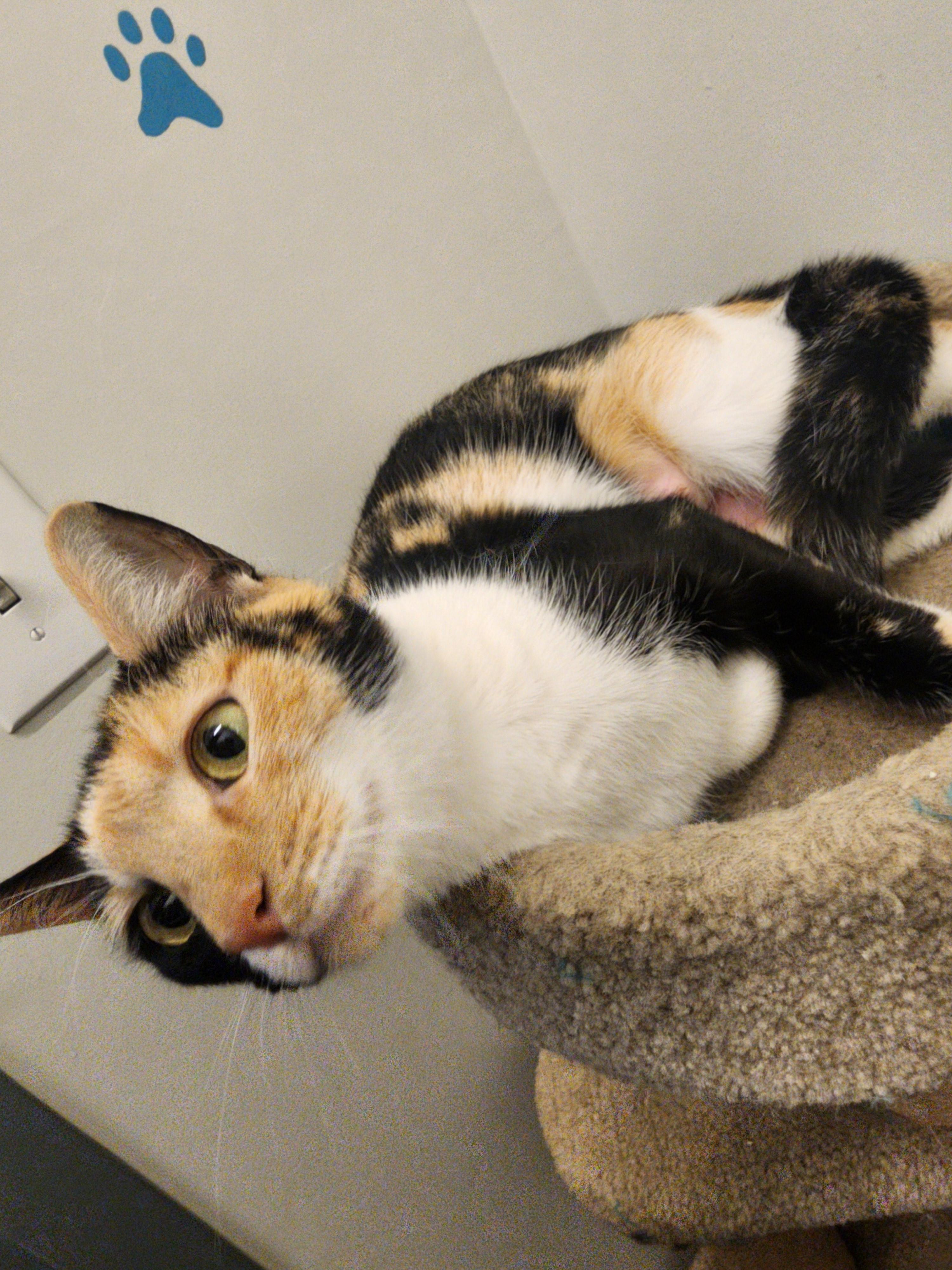 Iggy, a Adoptable Domestic Short Hair in Allen, TX image 4/6