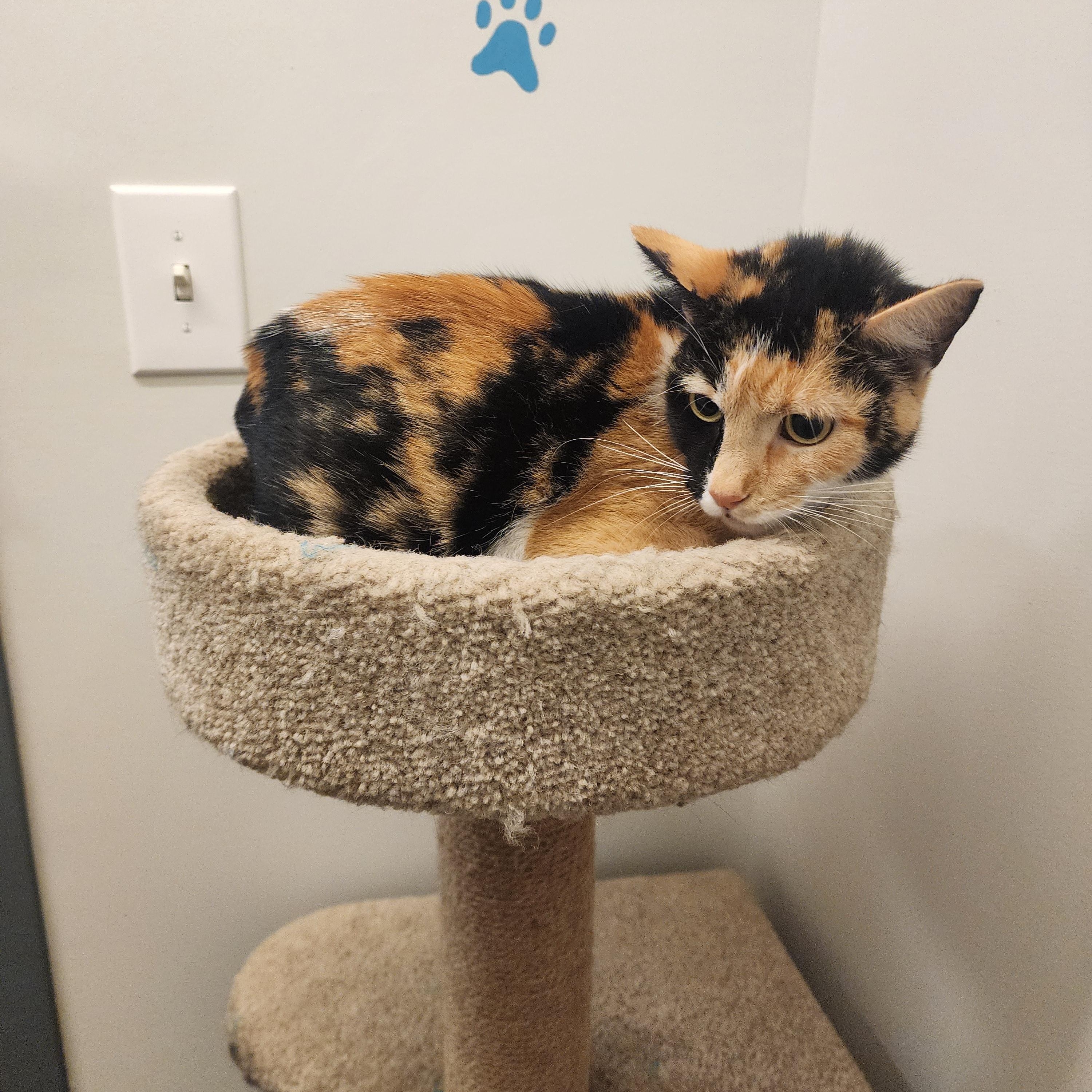 Iggy, a Adoptable Domestic Short Hair in Allen, TX image 3/6