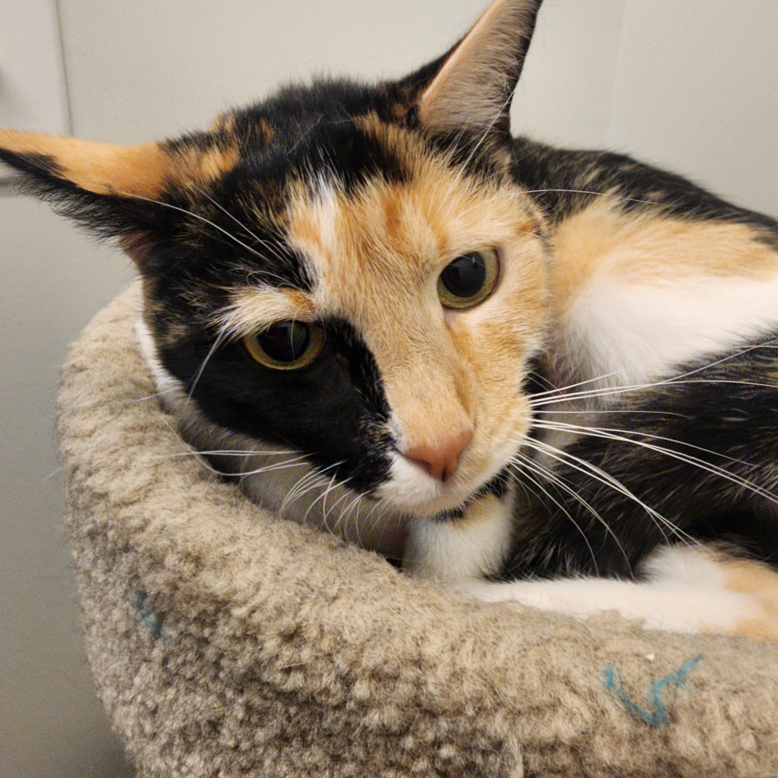 Iggy, a Adoptable Domestic Short Hair in Allen, TX image 2/6