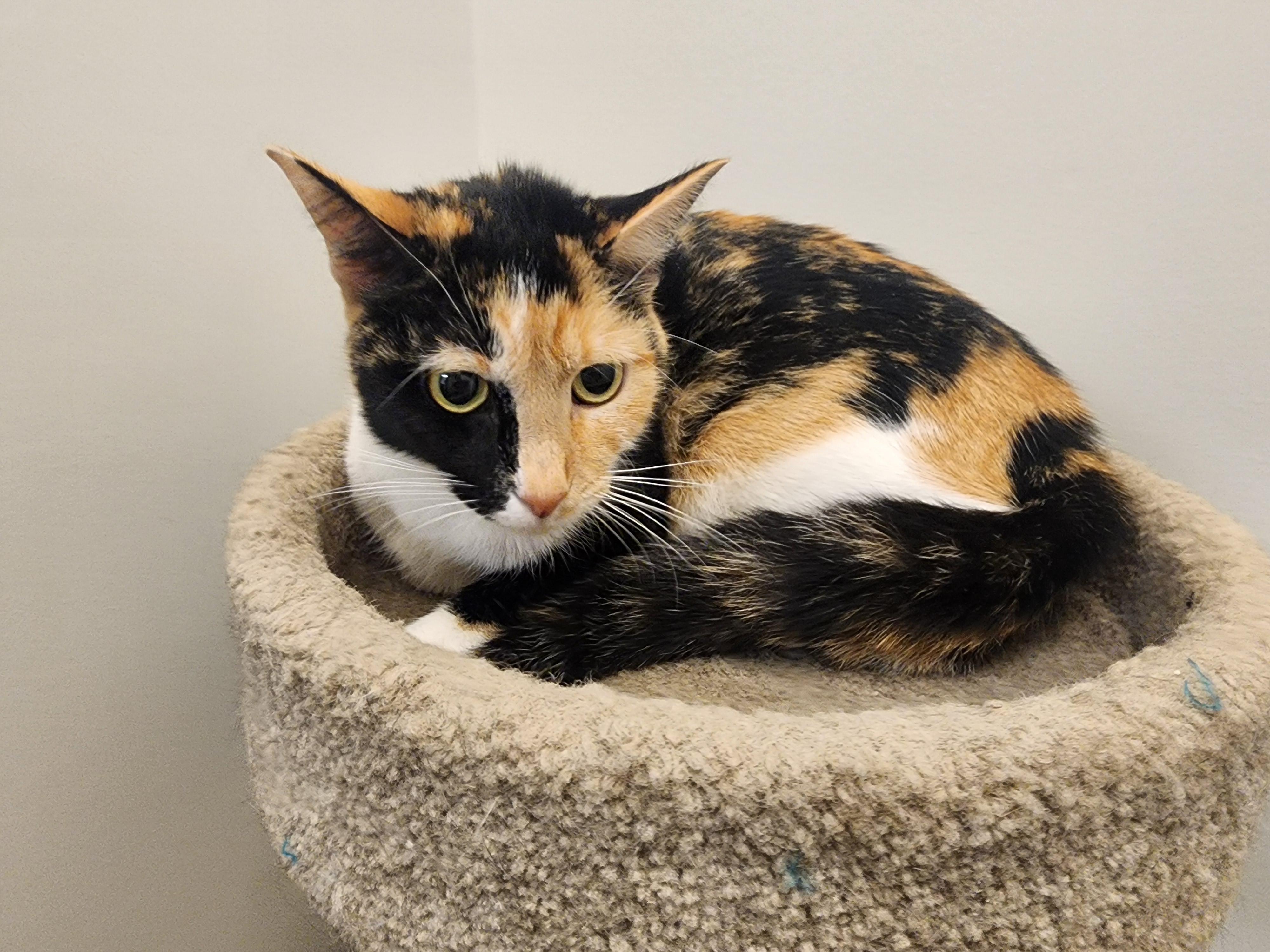 Iggy, Adoptable, Adult Female Domestic Short Hair.