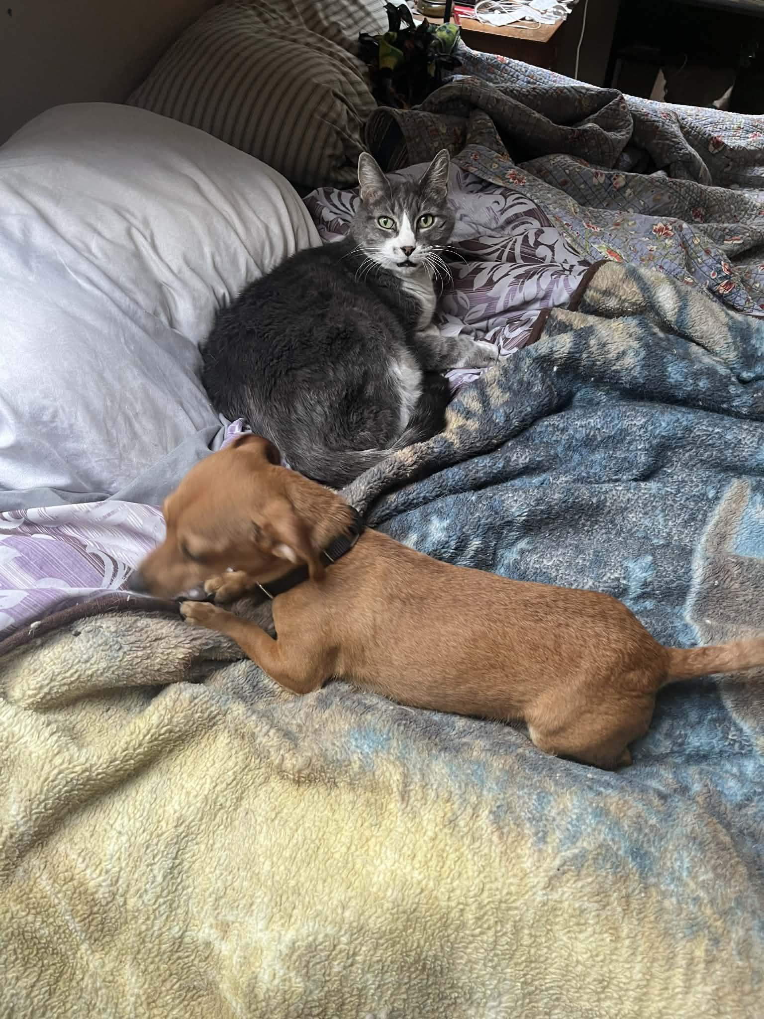 Willie Pop, an adopted mixed breed in Gardner, MA image 3/3