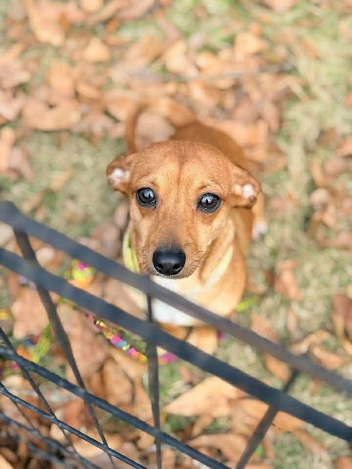 Willie Pop, an adopted mixed breed in Gardner, MA image 2/3