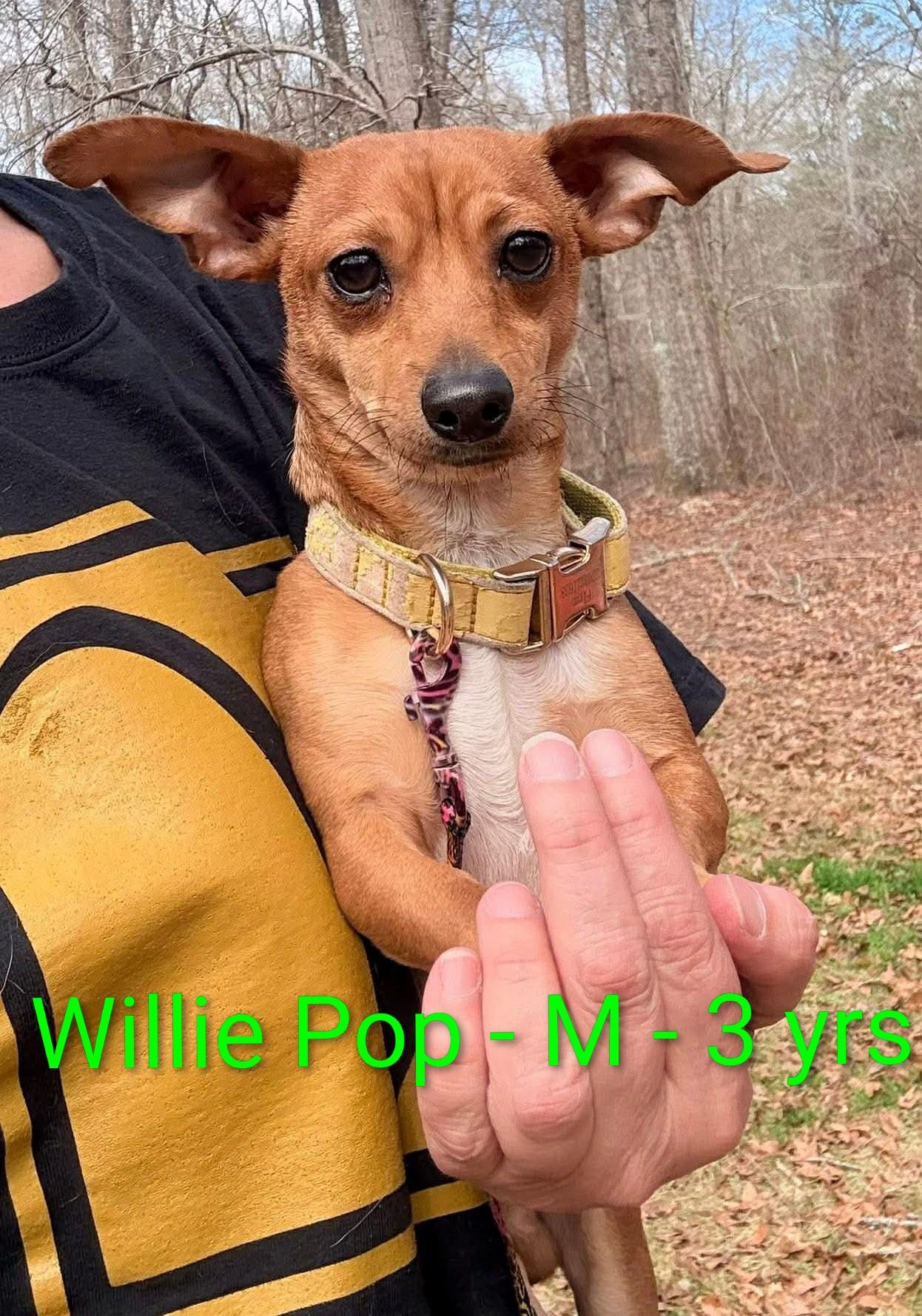 Willie Pop, an adopted mixed breed in Gardner, MA image 1/3