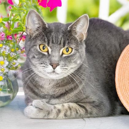 Jill (POLYDACTYL), Adult Female Domestic Short Hair