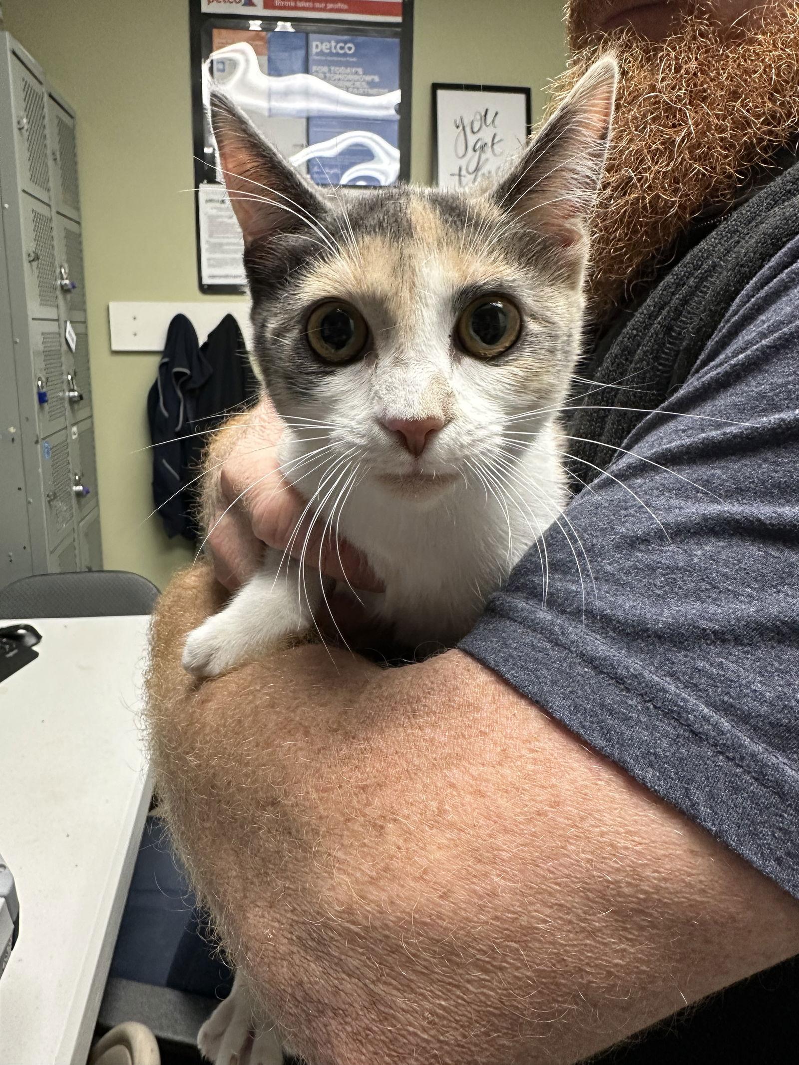 Strawberry, Adoptable, Adult Female Calico & Domestic Medium Hair.