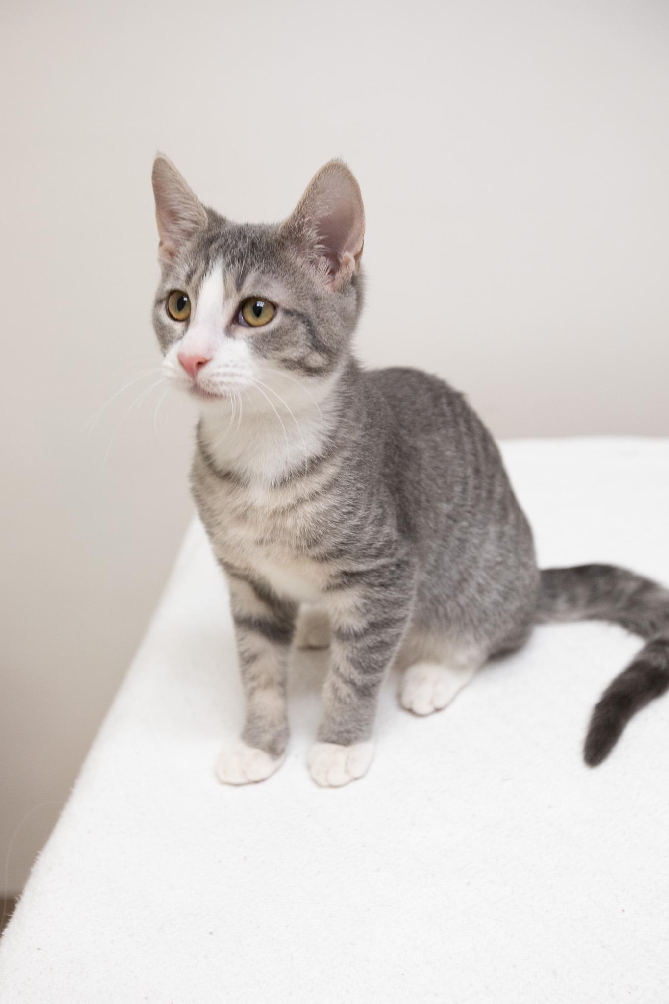 Enlarge Oak, a Adoptable Domestic Short Hair in Montclair, NJ image 1/6