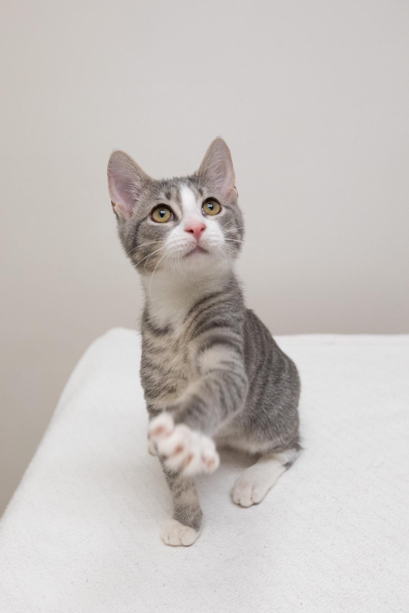 Oak, Adoptable, Kitten Male Domestic Short Hair.