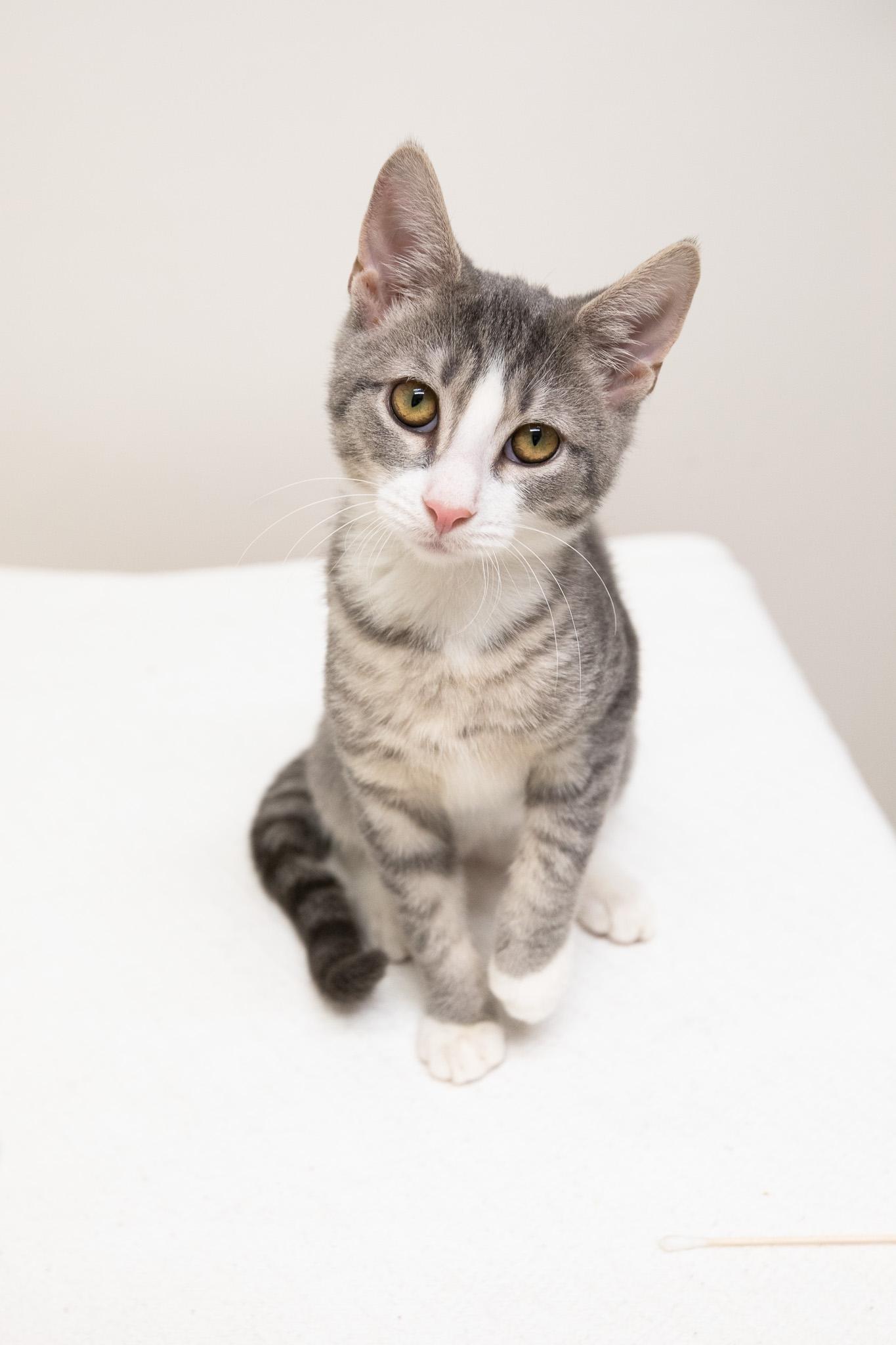 Enlarge Oak, a Adoptable Domestic Short Hair in Montclair, NJ image 3/6