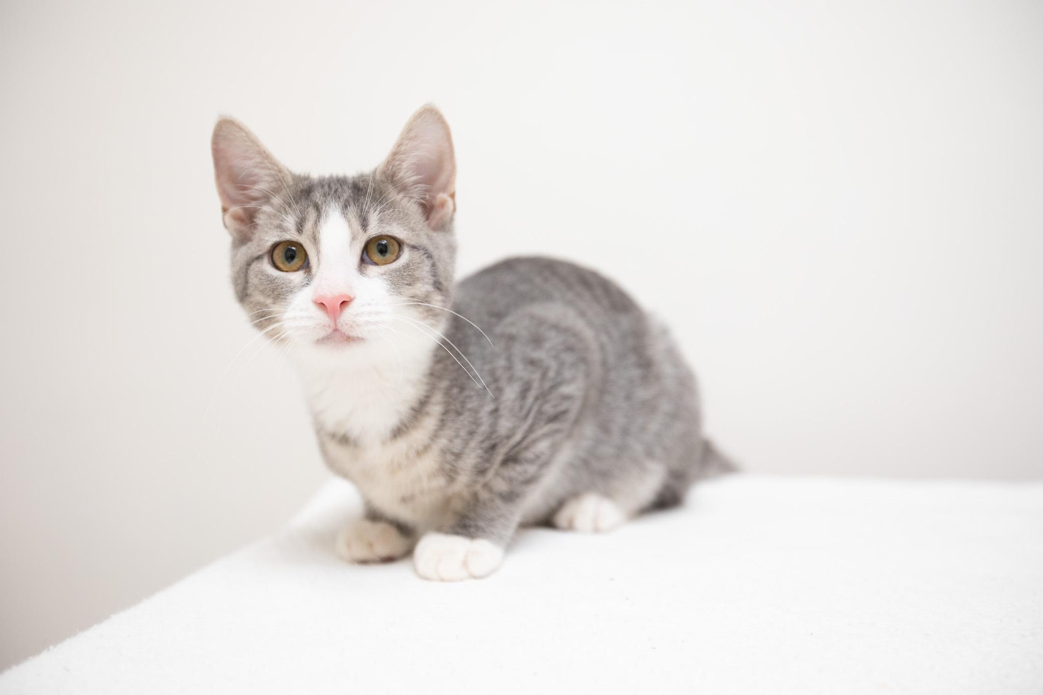 Enlarge Oak, a Adoptable Domestic Short Hair in Montclair, NJ image 4/6