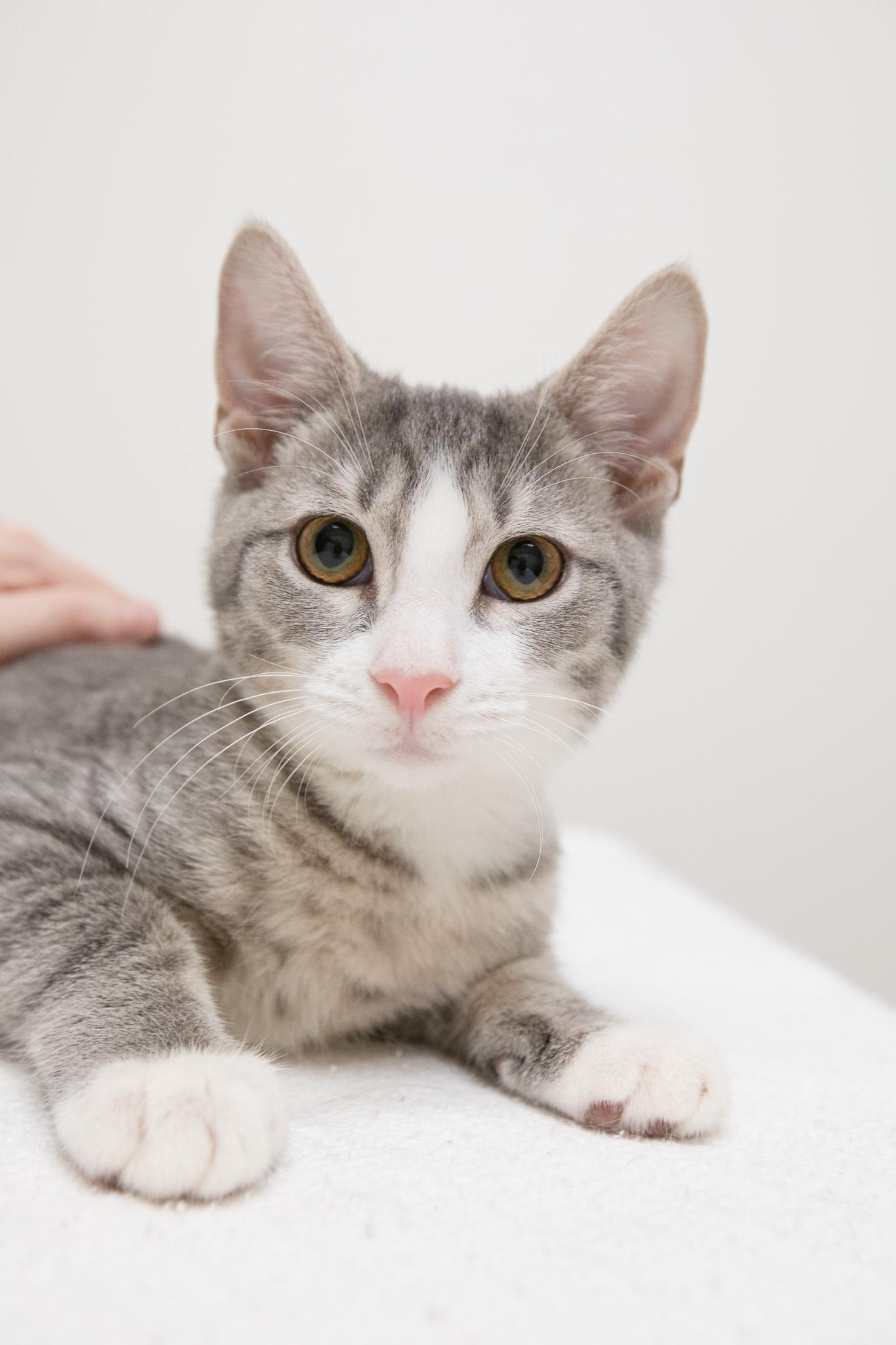 Enlarge Oak, a Adoptable Domestic Short Hair in Montclair, NJ image 5/6