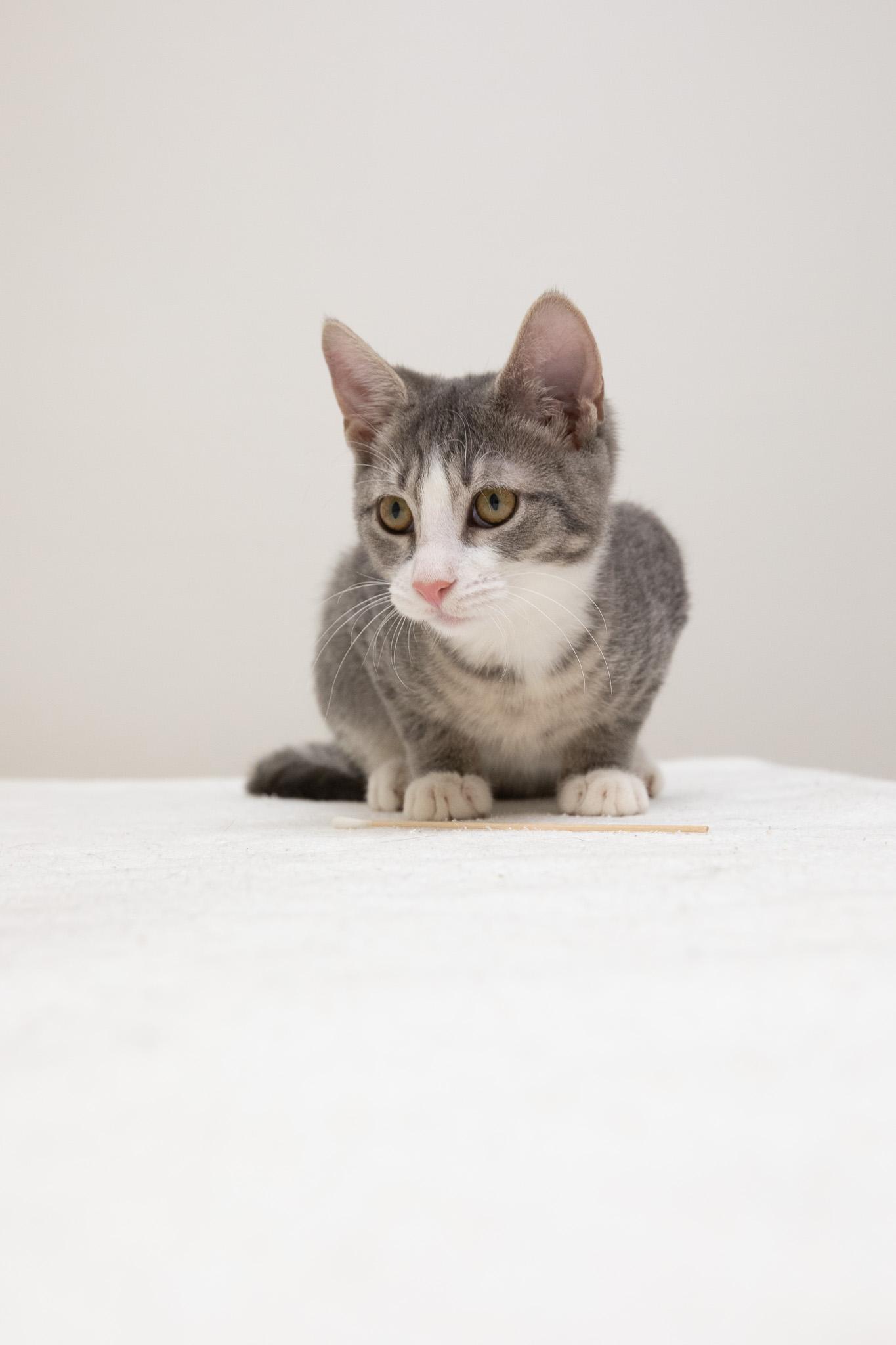 Enlarge Oak, a Adoptable Domestic Short Hair in Montclair, NJ image 6/6