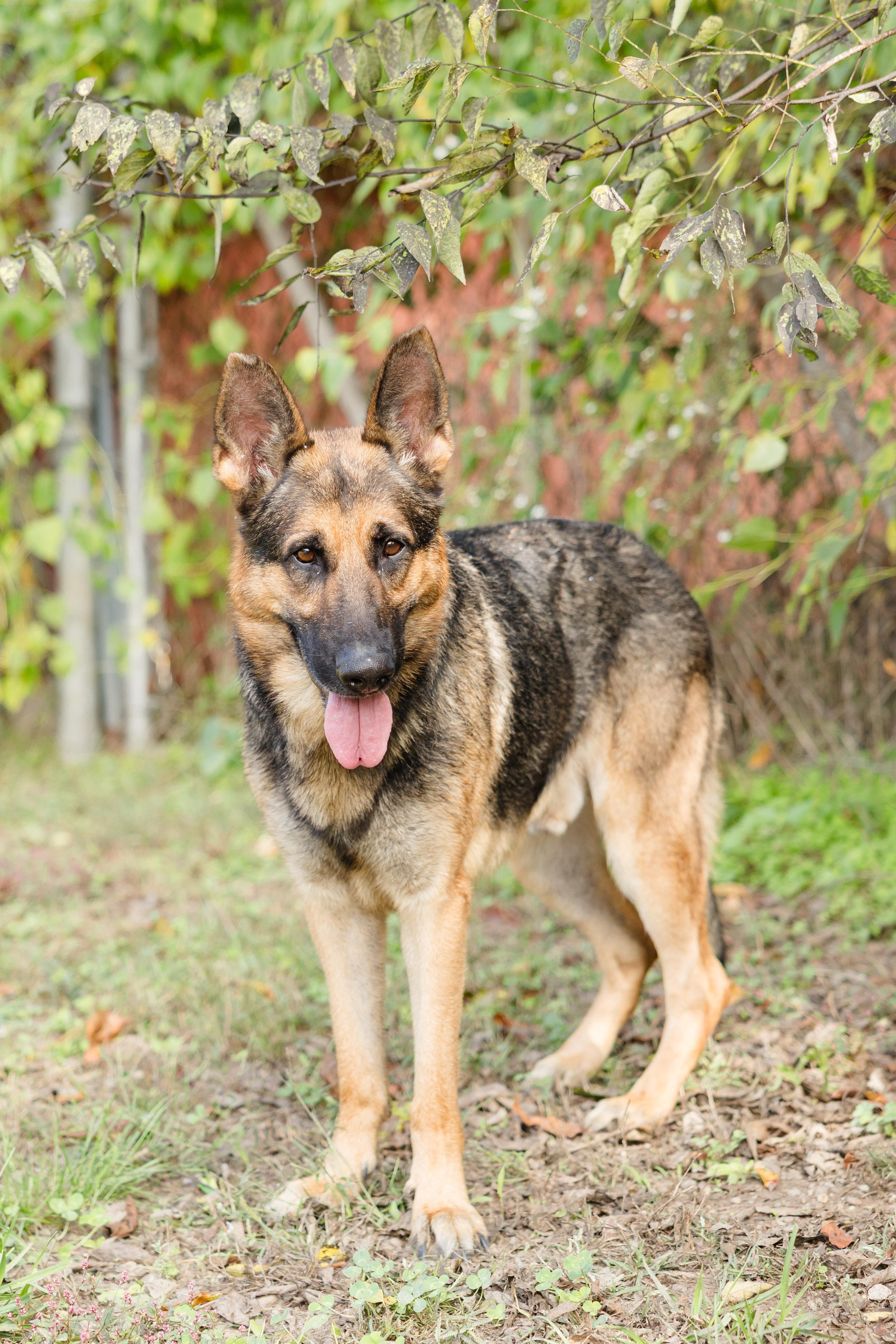 Vlad, ADOPTABLE, Adult Male German Shepherd Dog.